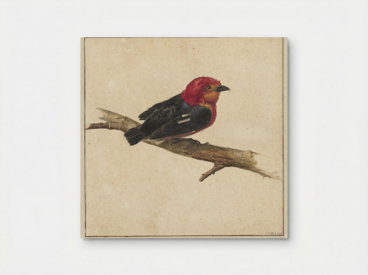 Manakin, de Surinaamse vogel Pipra Aureola - Carel Borchaert Voet - Poster