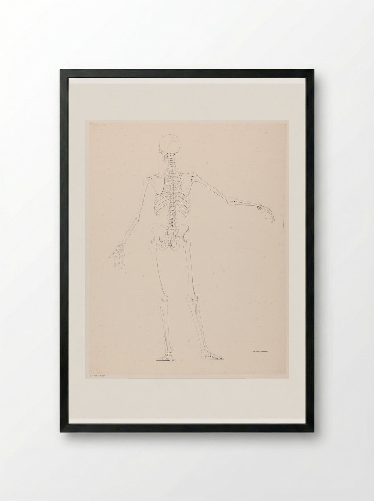 Menselijk skelet op de rug gezien - Jean Augustin Daiwaille - Framed Print Black