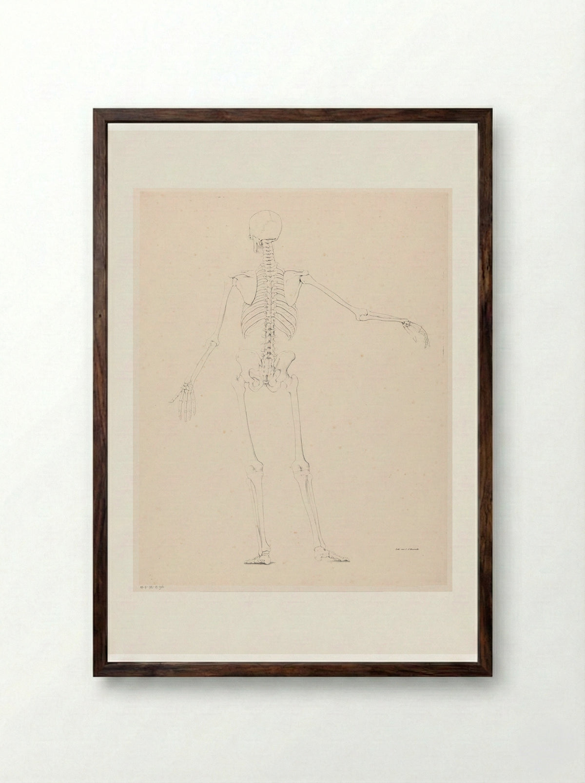 Menselijk skelet op de rug gezien - Jean Augustin Daiwaille - Framed Print Dark Wood