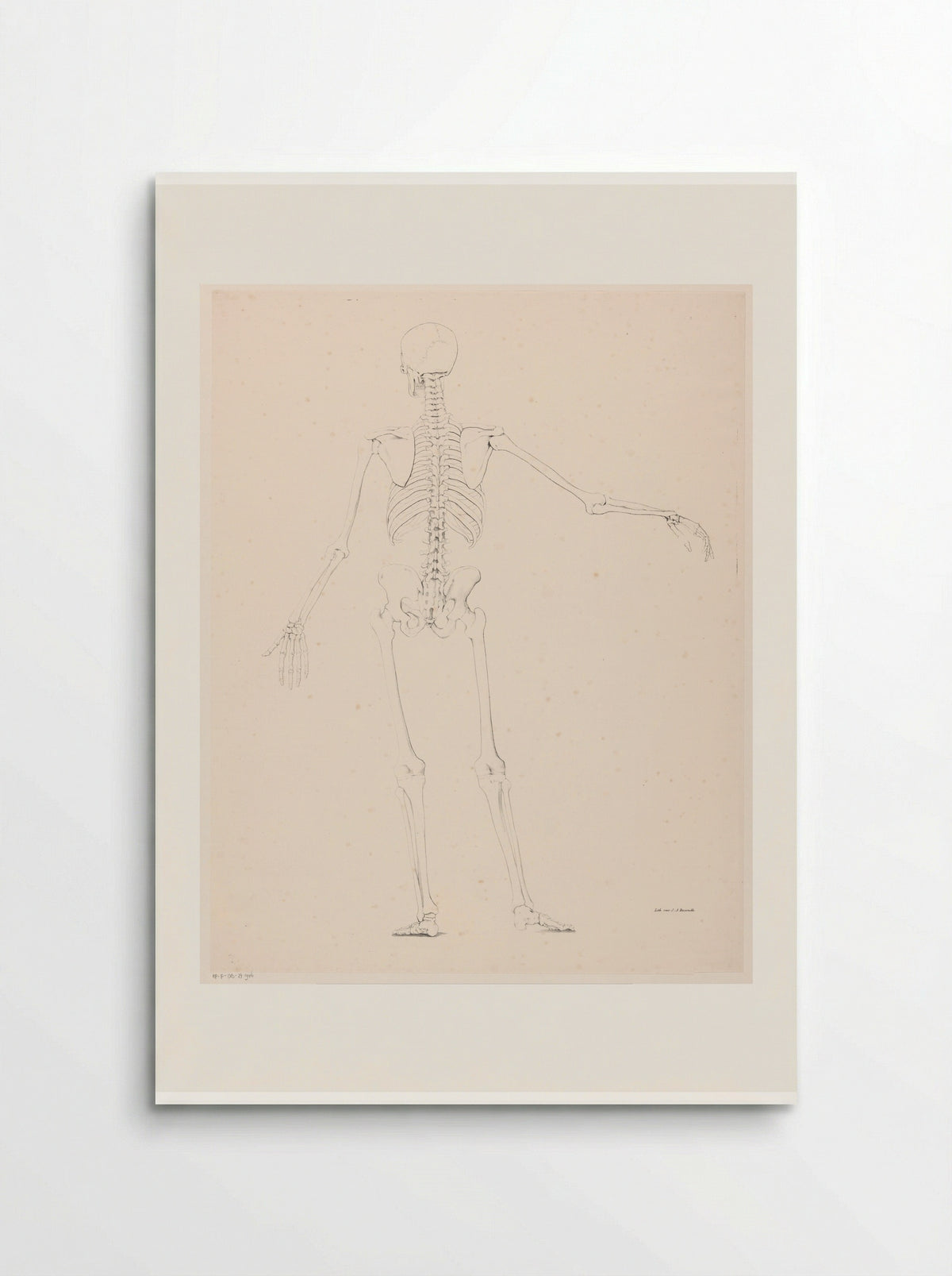 Menselijk skelet op de rug gezien - Jean Augustin Daiwaille - Poster
