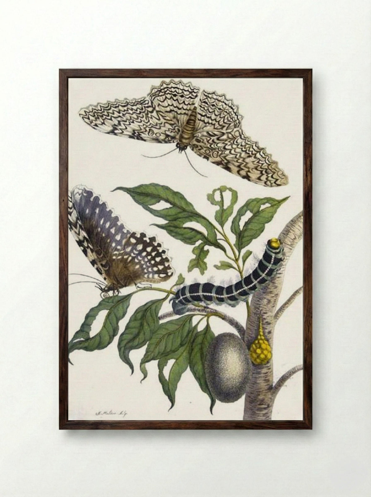 Metamorphosis insectorum Surinamensium, Plate XX - Maria Sibylla Merian - Framed Print Dark Wood