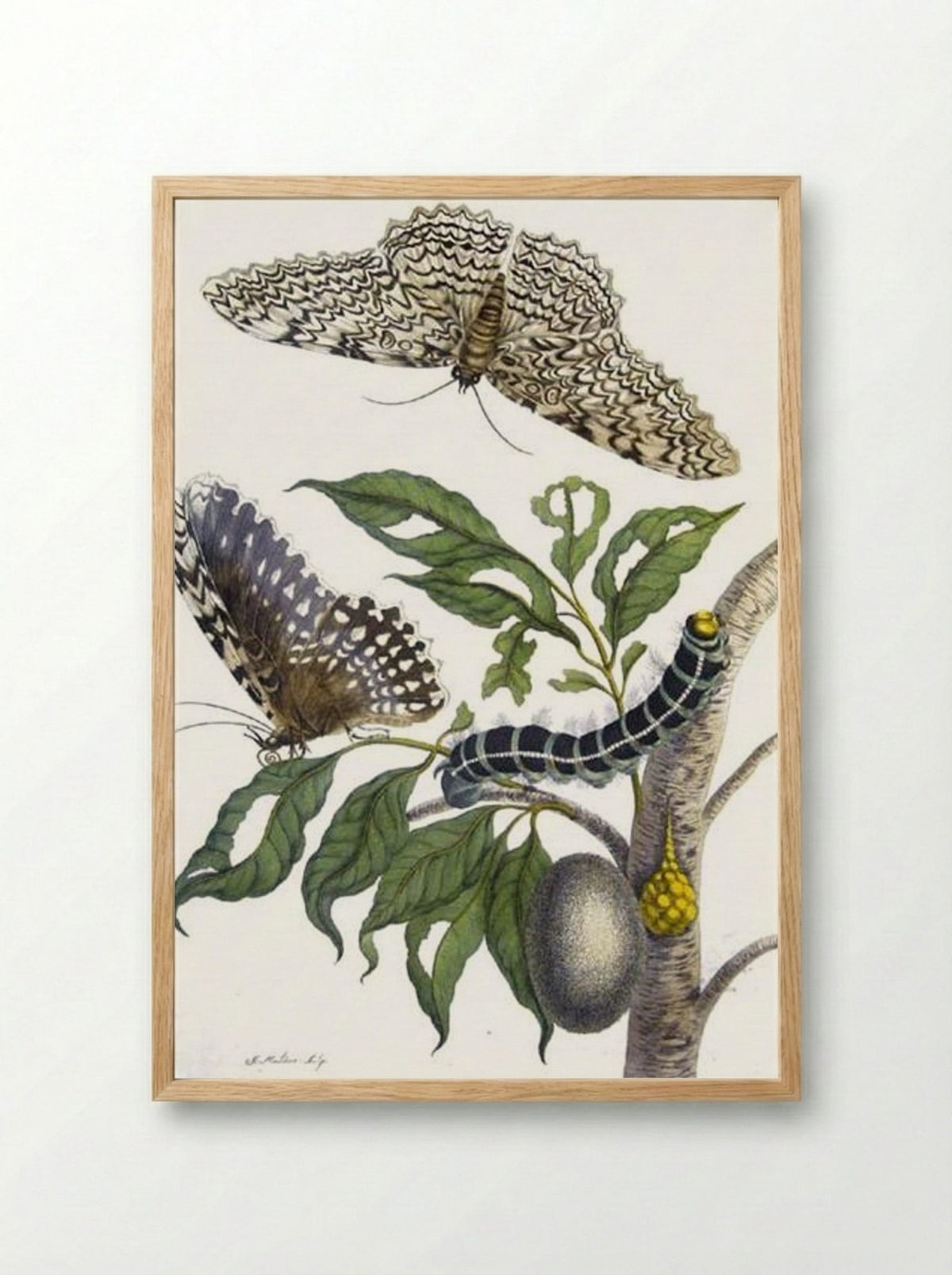 Metamorphosis insectorum Surinamensium, Plate XX - Maria Sibylla Merian - Framed Print Wood