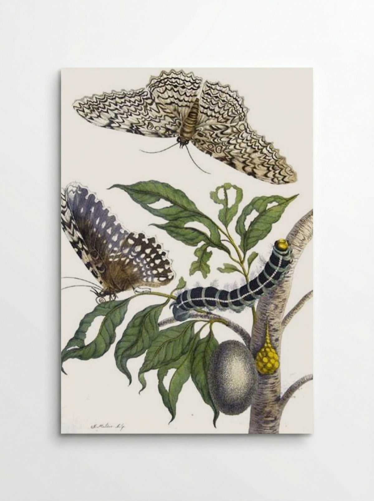 Metamorphosis insectorum Surinamensium, Plate XX - Maria Sibylla Merian - Poster