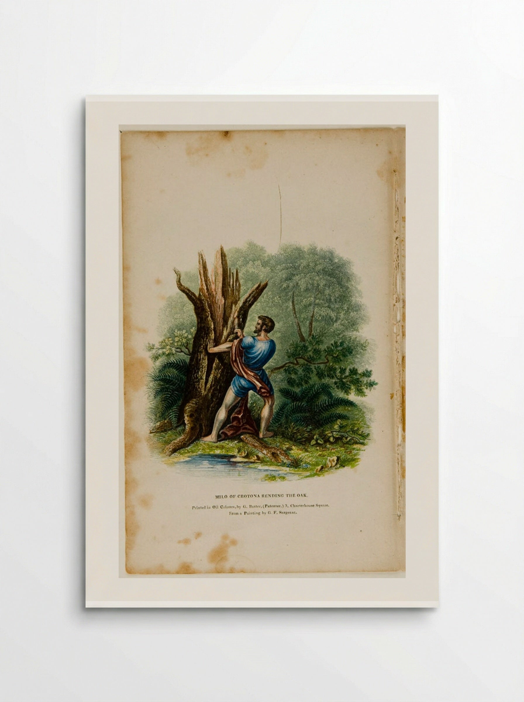 Milo of Crotona Rending the Oak - George Baxter - Poster