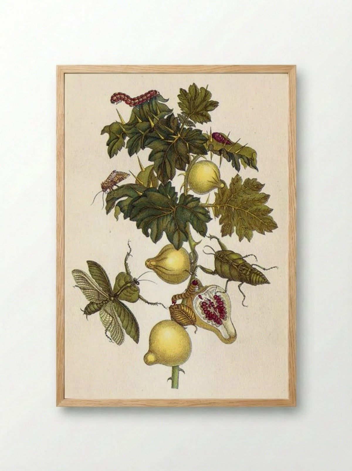 Musa paradisiaca - Maria Sibylla Merian - Framed Print Wood