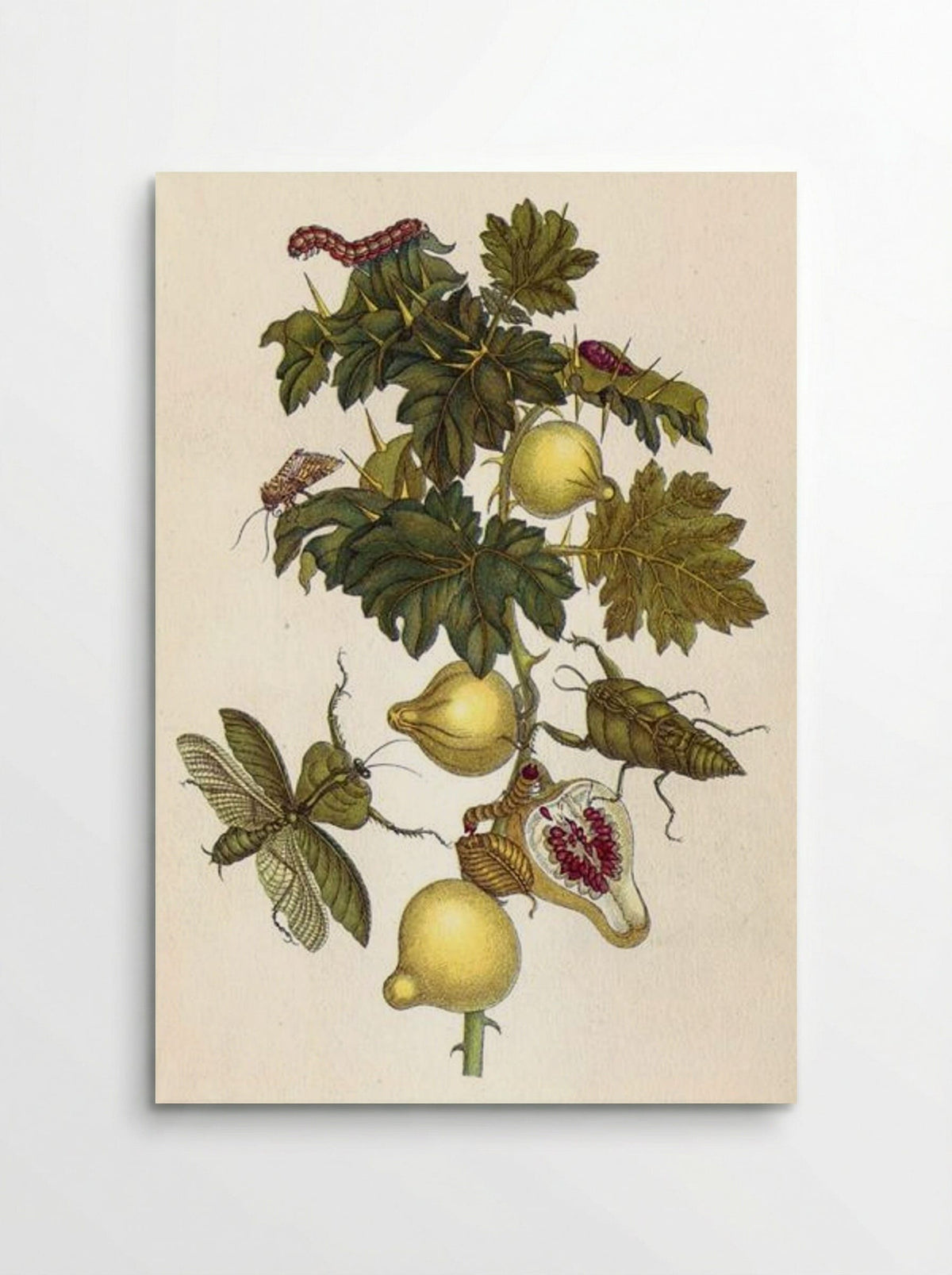 Musa paradisiaca - Maria Sibylla Merian - Poster