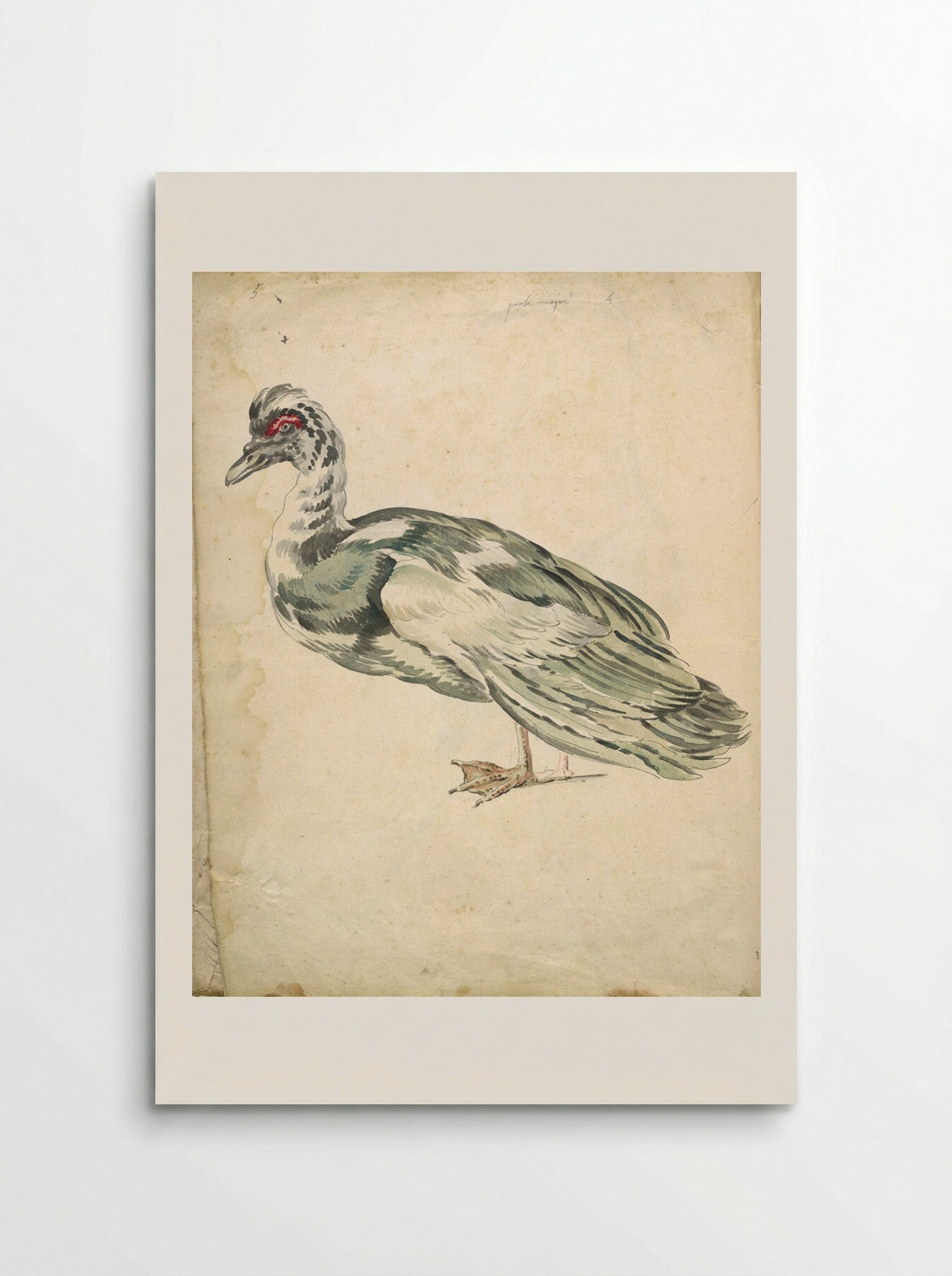 Muscovy Duck - Jean-Baptiste Oudry - Poster