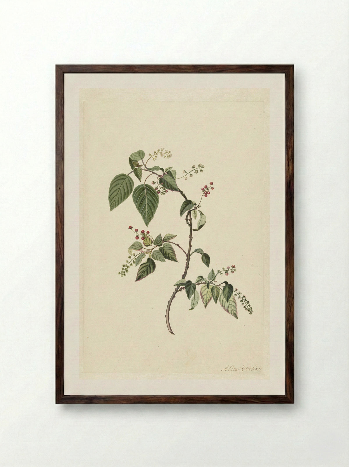 Nandina - Alida Withoos - Framed Print Dark Wood