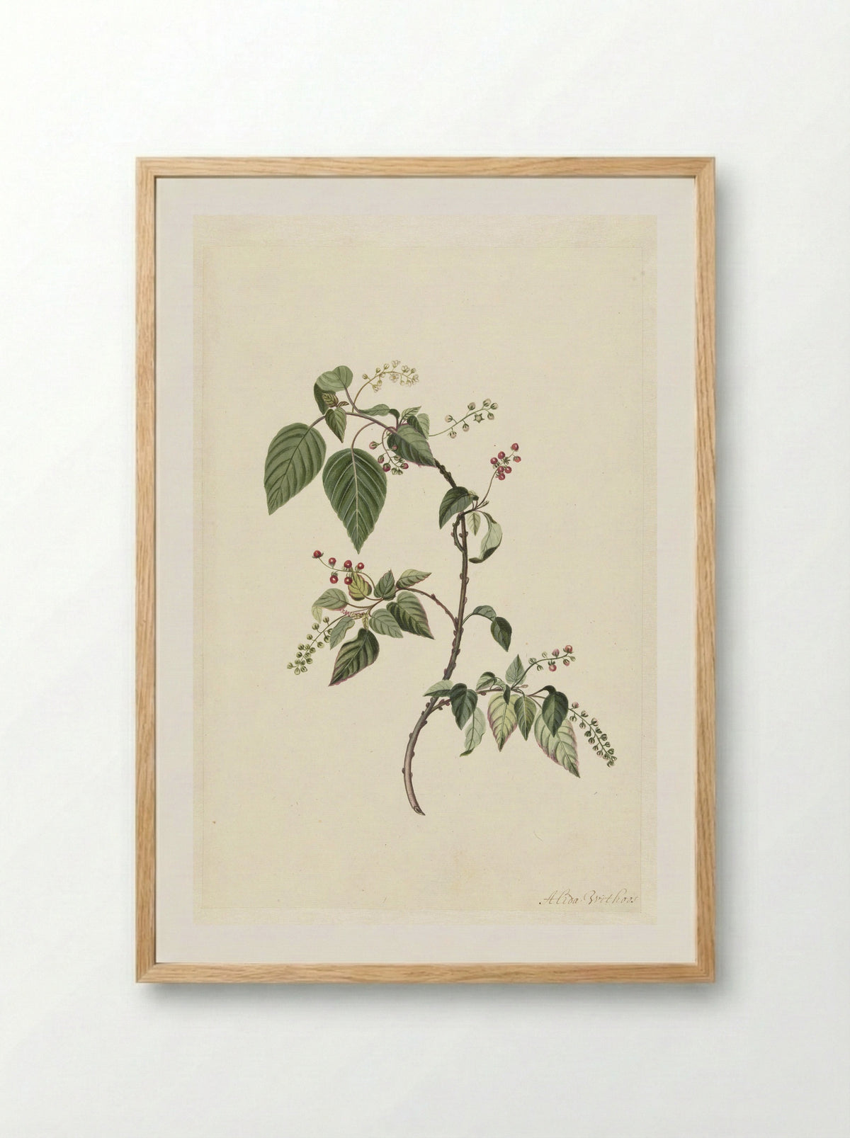 Nandina - Alida Withoos - Framed Print Wood