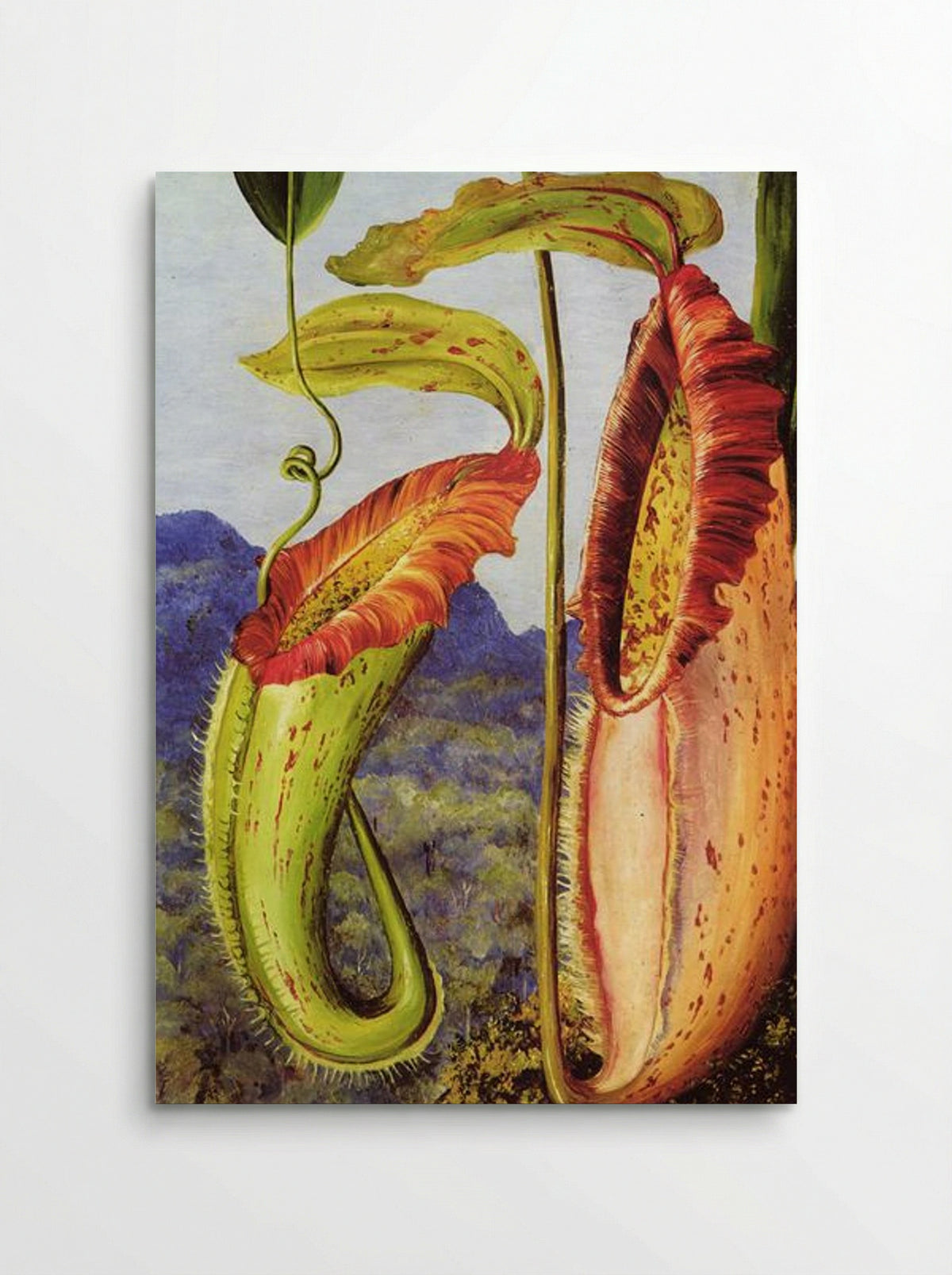Nepenthes northiana - Marianne North - Poster