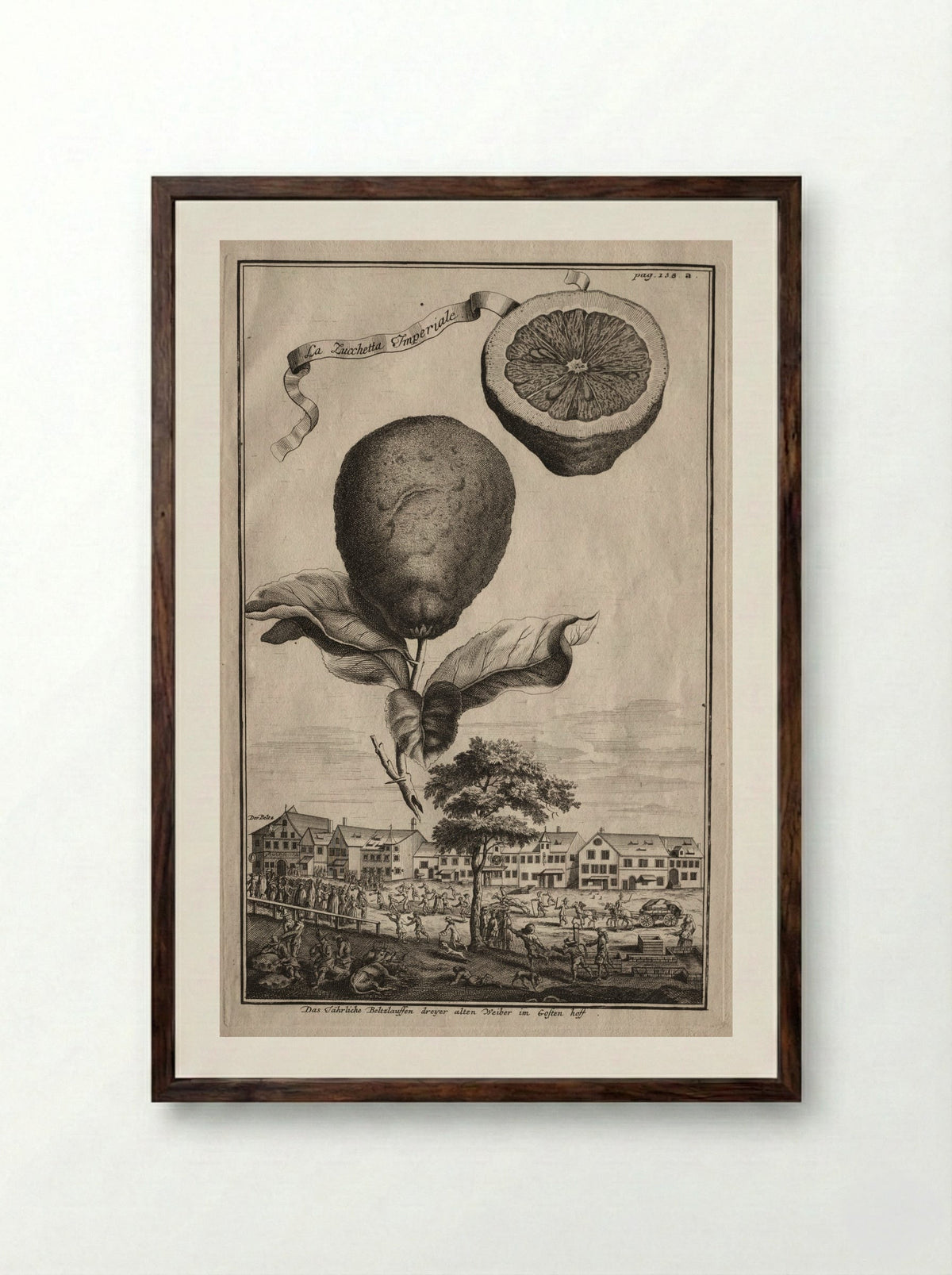 Nurnbergische Hesperides: La Zucchetta Imperiale - Joseph de Montalegre - Framed Print Dark Wood