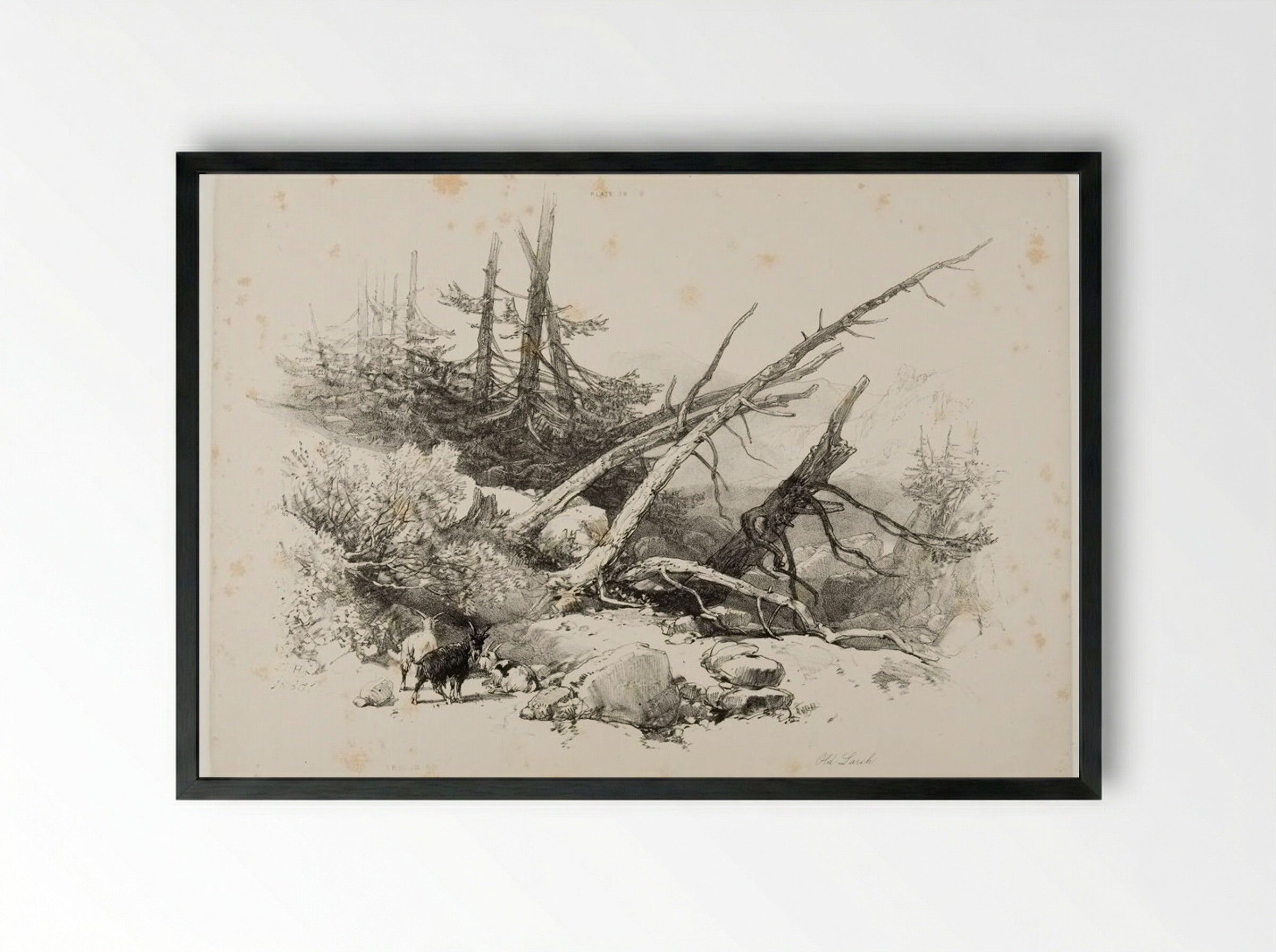 Old Larch - James Duffield Harding - Framed Print Black
