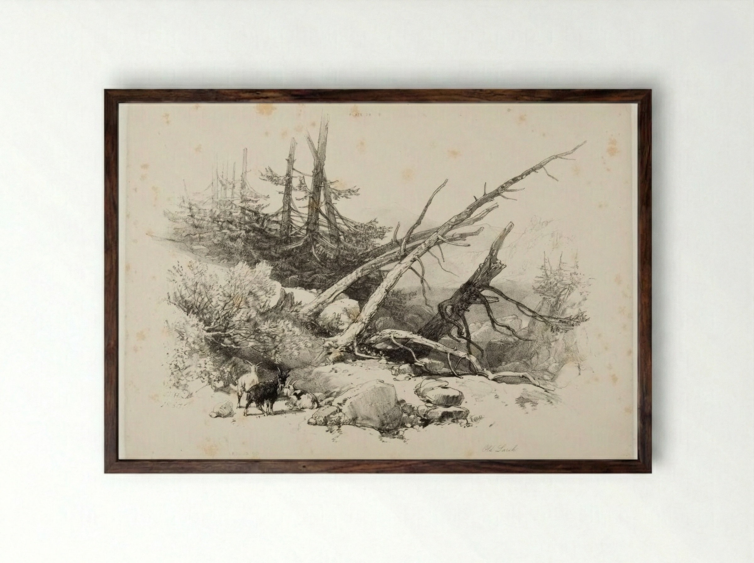 Old Larch - James Duffield Harding - Framed Print Dark Wood