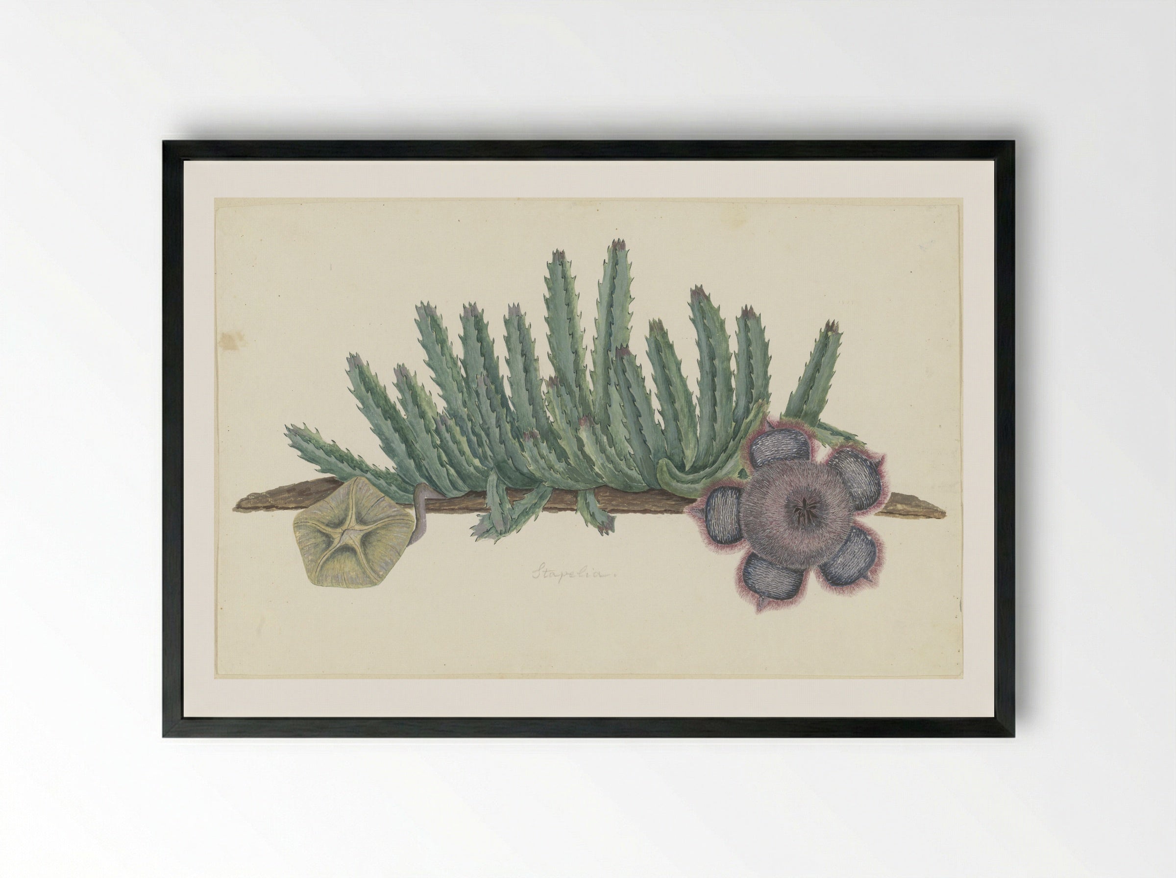 Orbea verrucosa (Hirsute Stapelia) - Robert Jacob Gordon - Framed Print Black