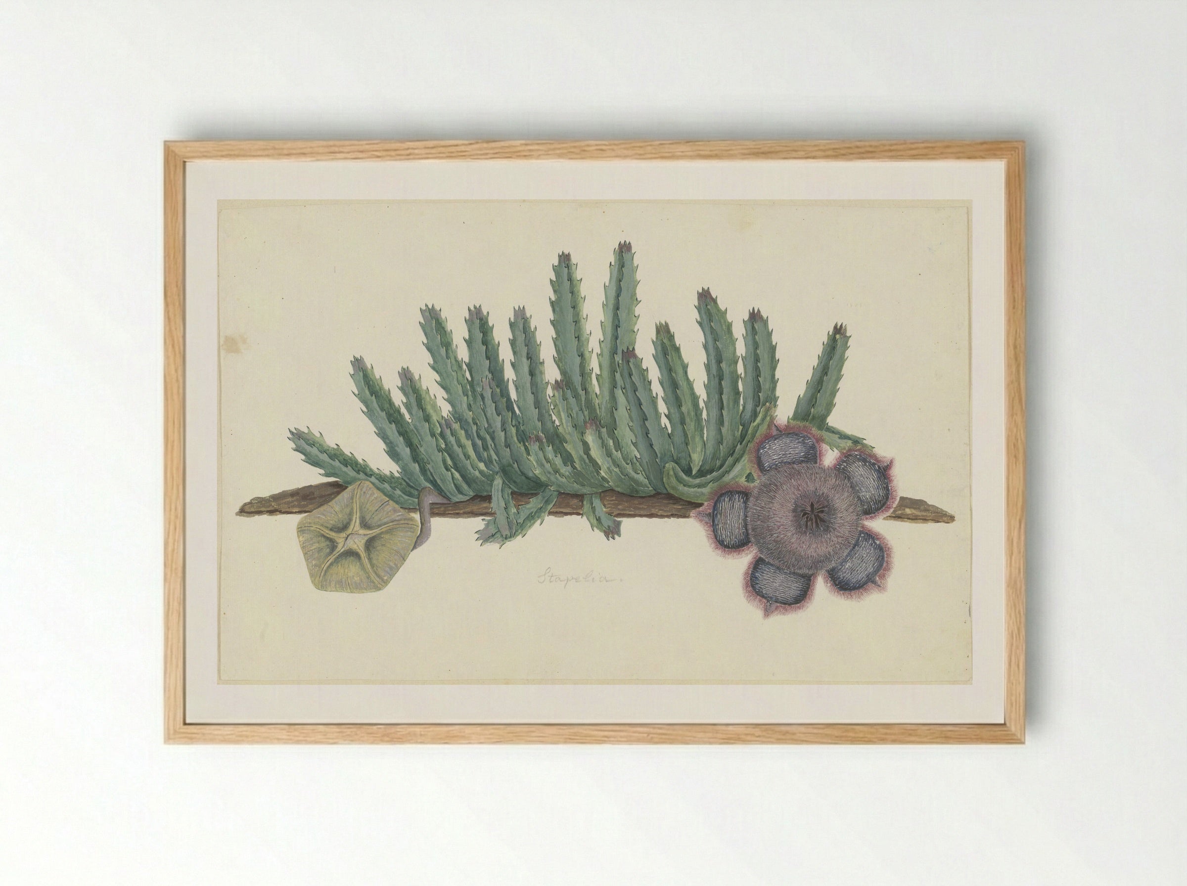 Orbea verrucosa (Hirsute Stapelia) - Robert Jacob Gordon - Framed Print Wood