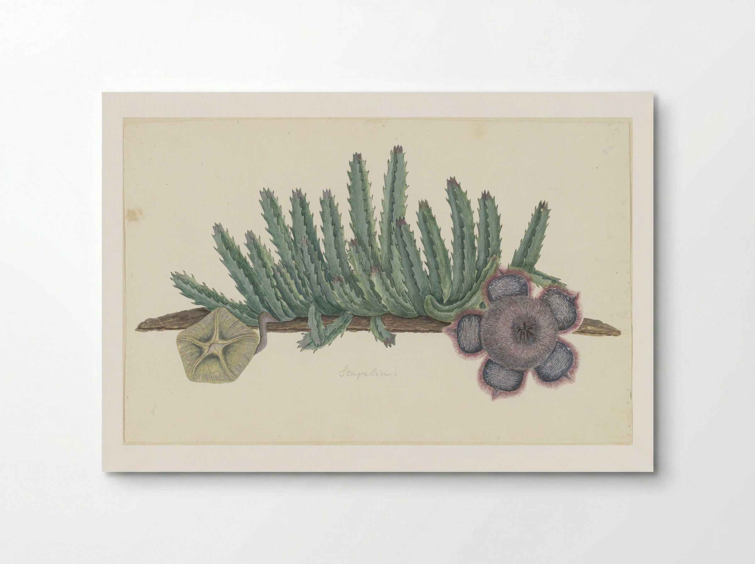 Orbea verrucosa (Hirsute Stapelia) - Robert Jacob Gordon - Poster