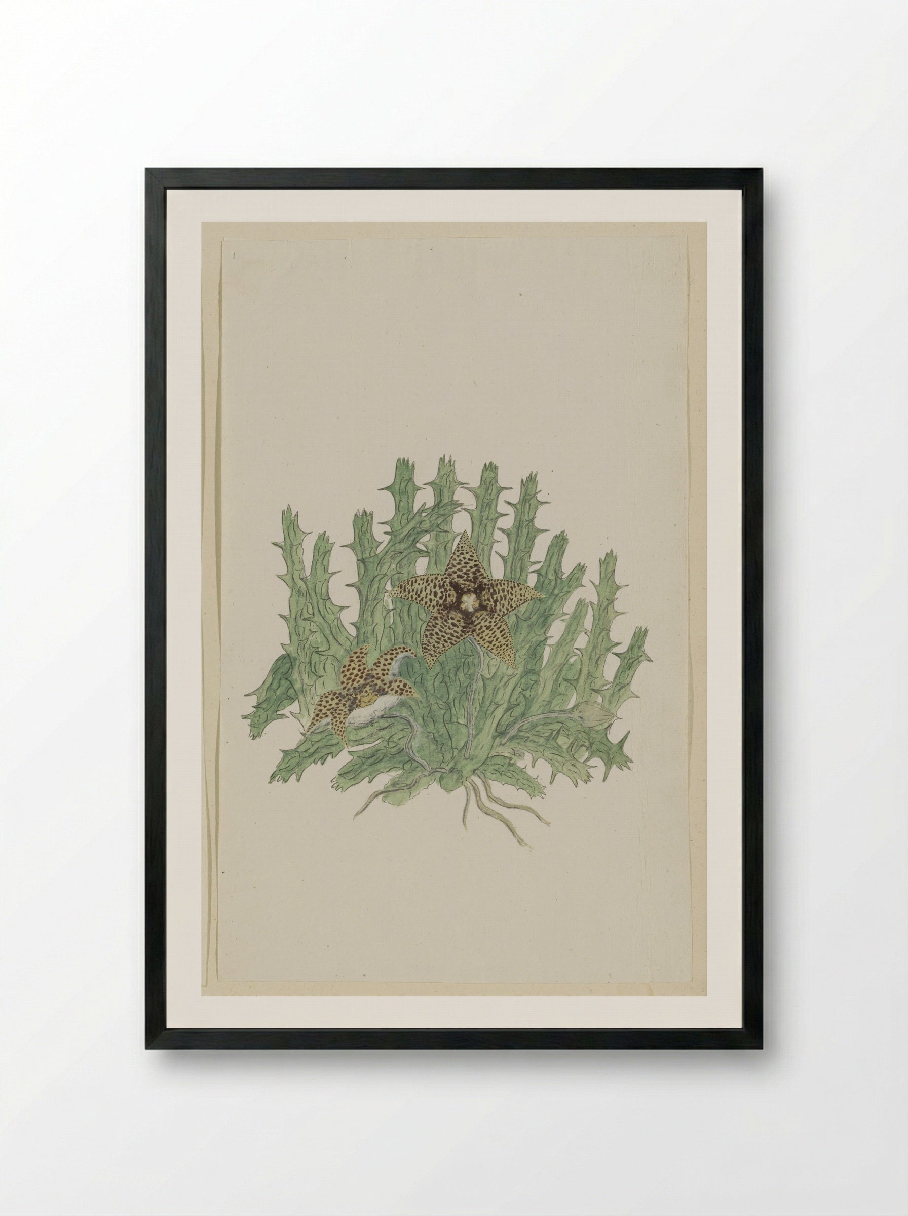 Orbea verrucosa - Robert Jacob Gordon - Framed Print Black