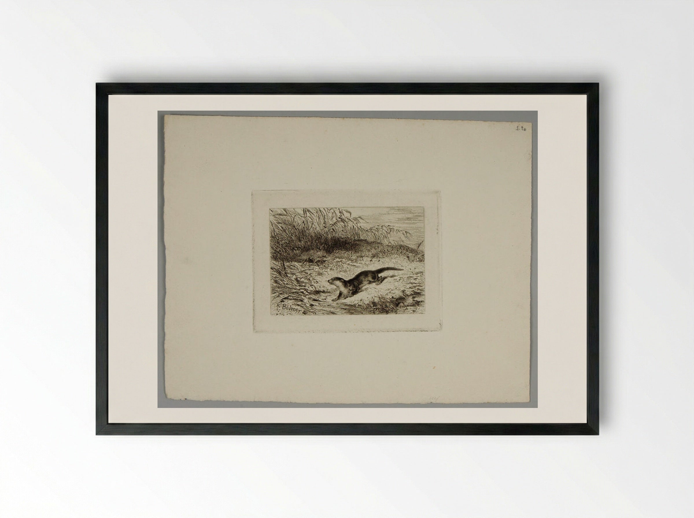Otter - Karl Bodmer - Framed Print Black