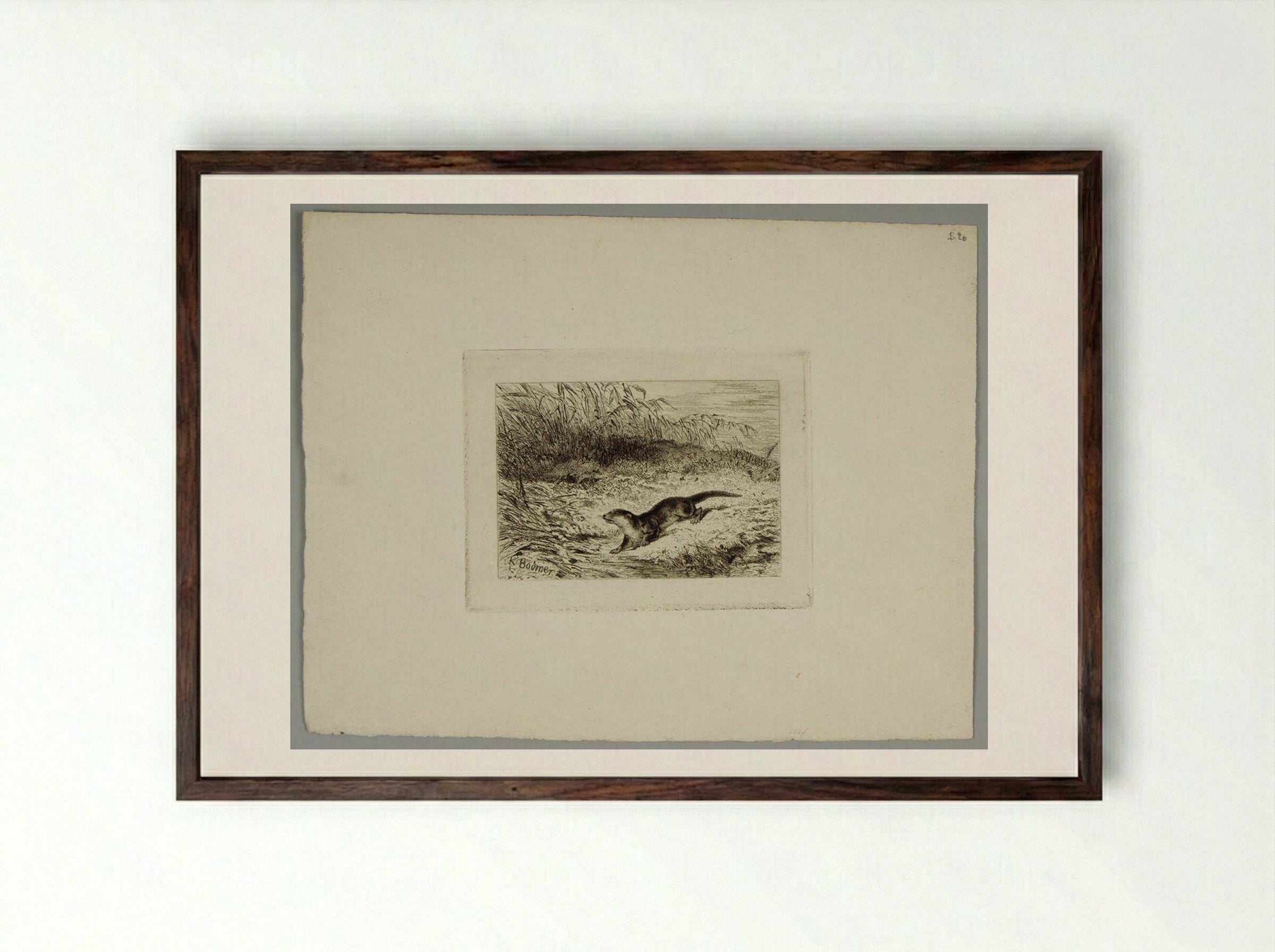 Otter - Karl Bodmer - Framed Print Dark Wood
