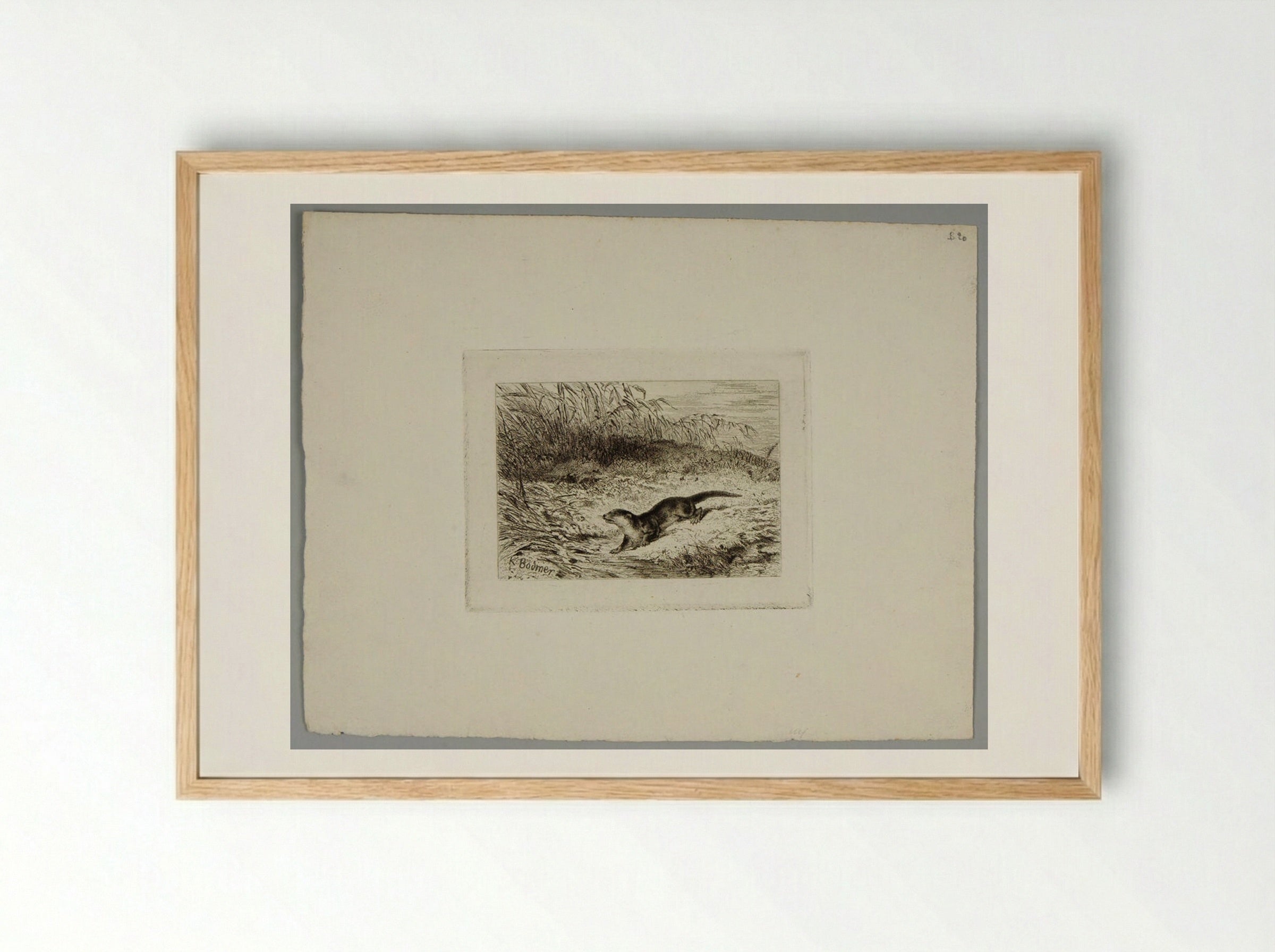 Otter - Karl Bodmer - Framed Print Wood