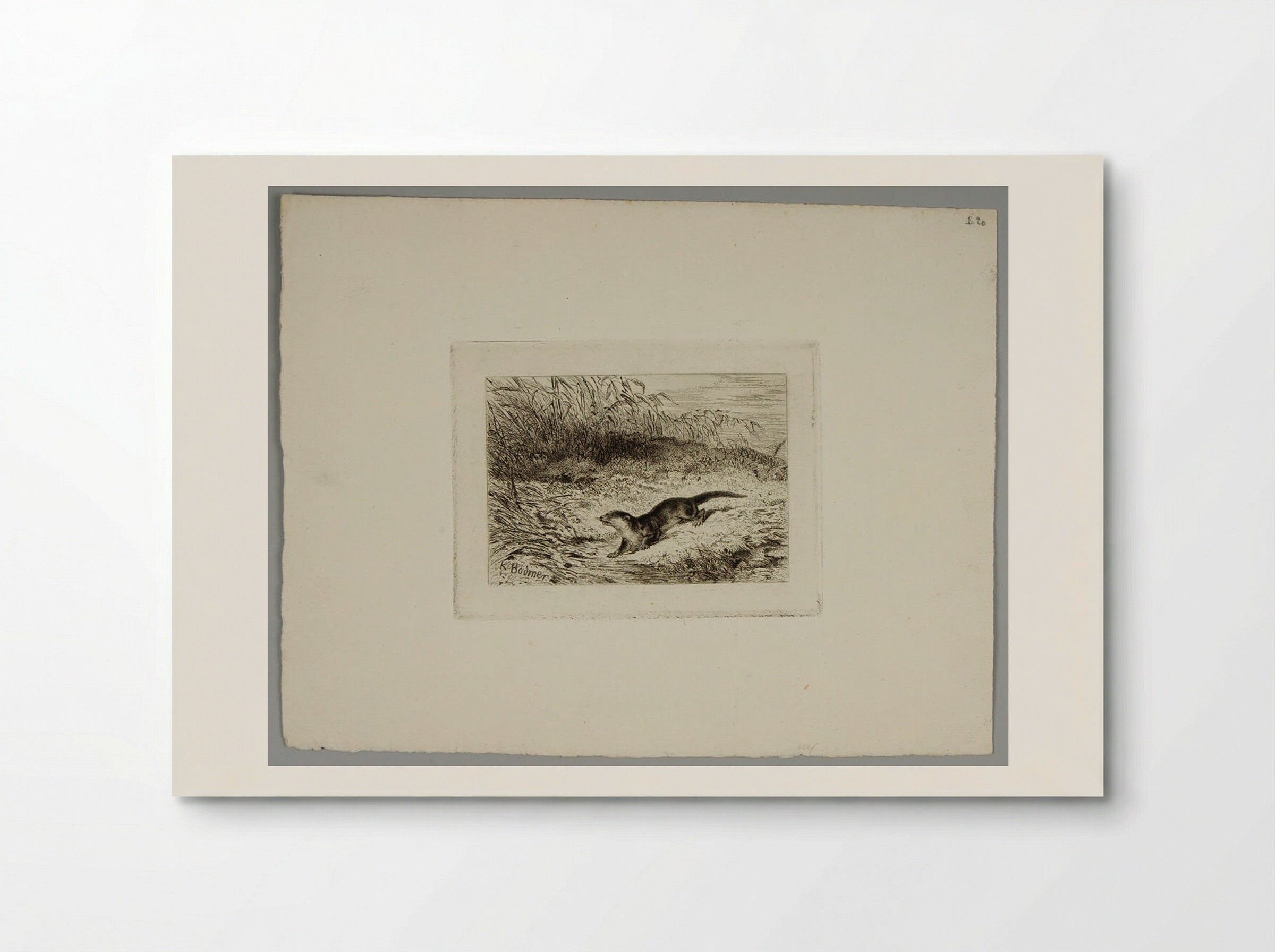 Otter - Karl Bodmer - Poster