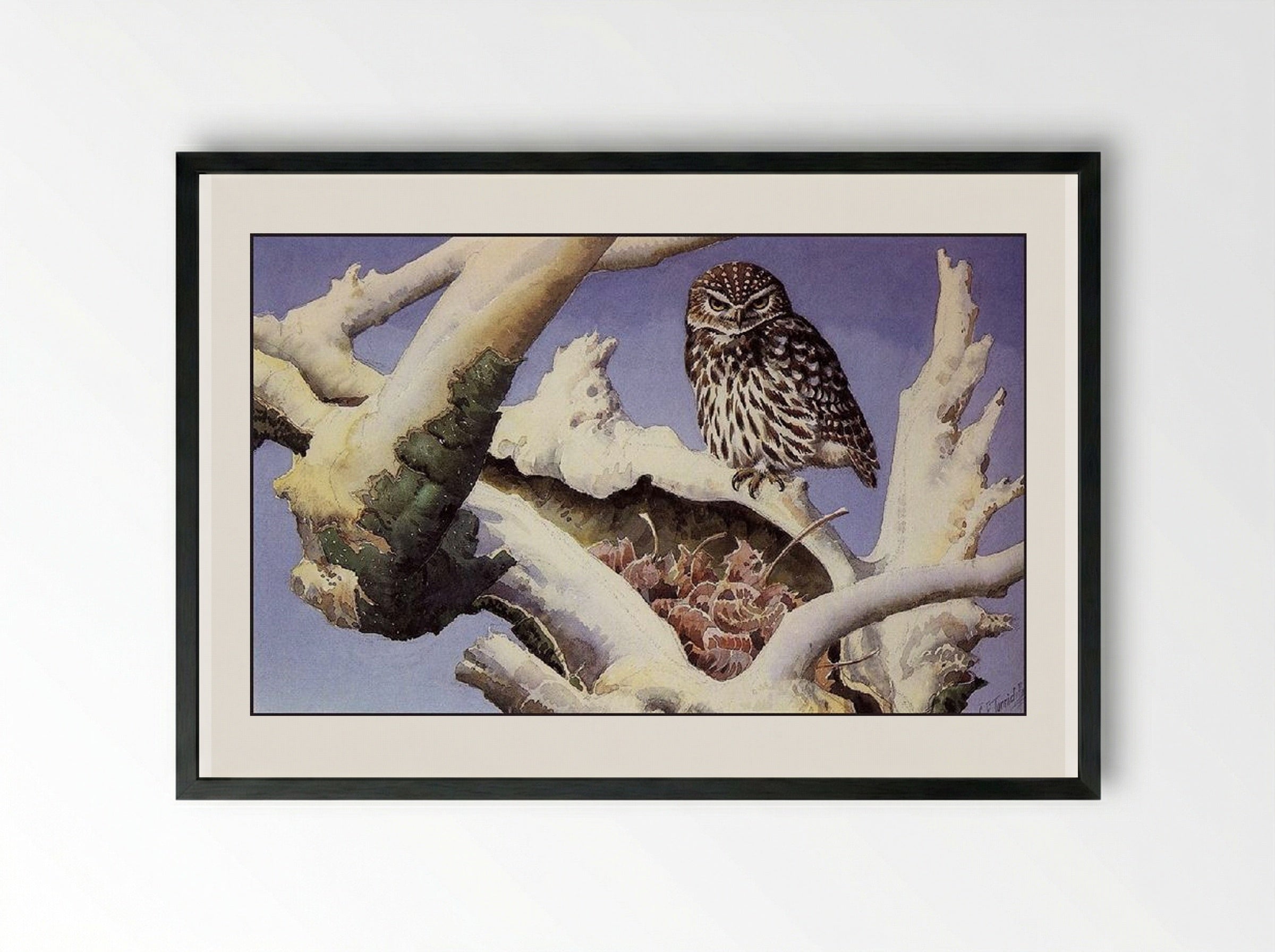 Owl on a Snowy Tree Trunk - Charles Tunnicliffe - Framed Print Black