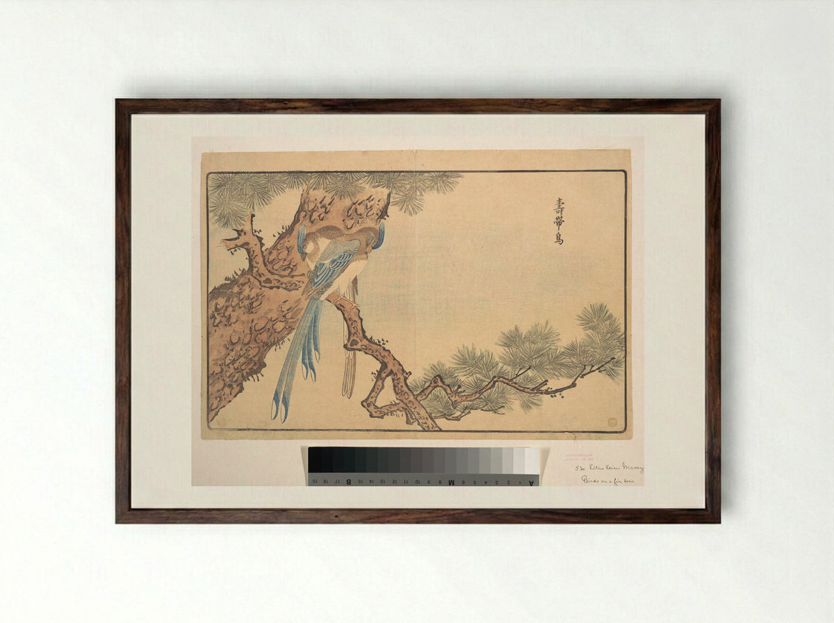 Paradise Fly-catcher - Kuwagata Keisai - Framed Print Dark Wood