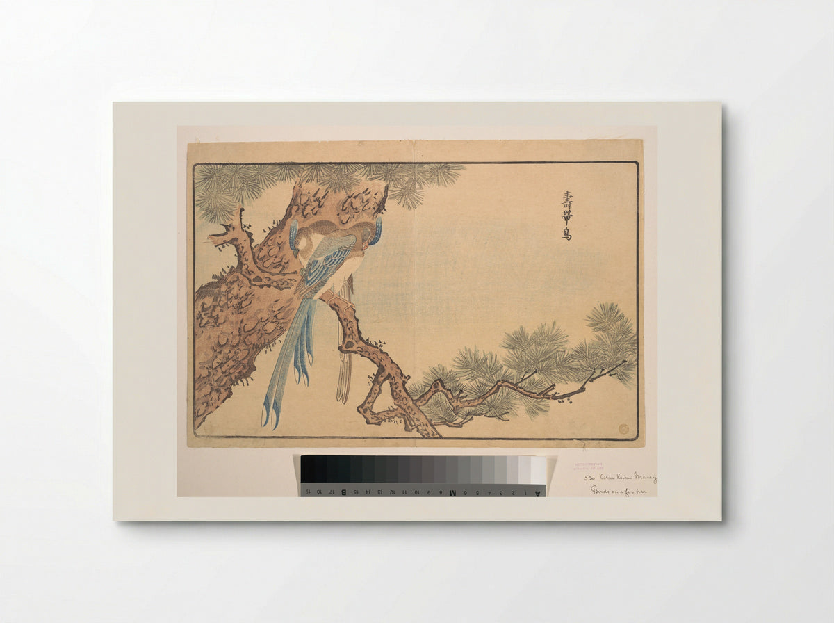Paradise Fly-catcher - Kuwagata Keisai - Poster