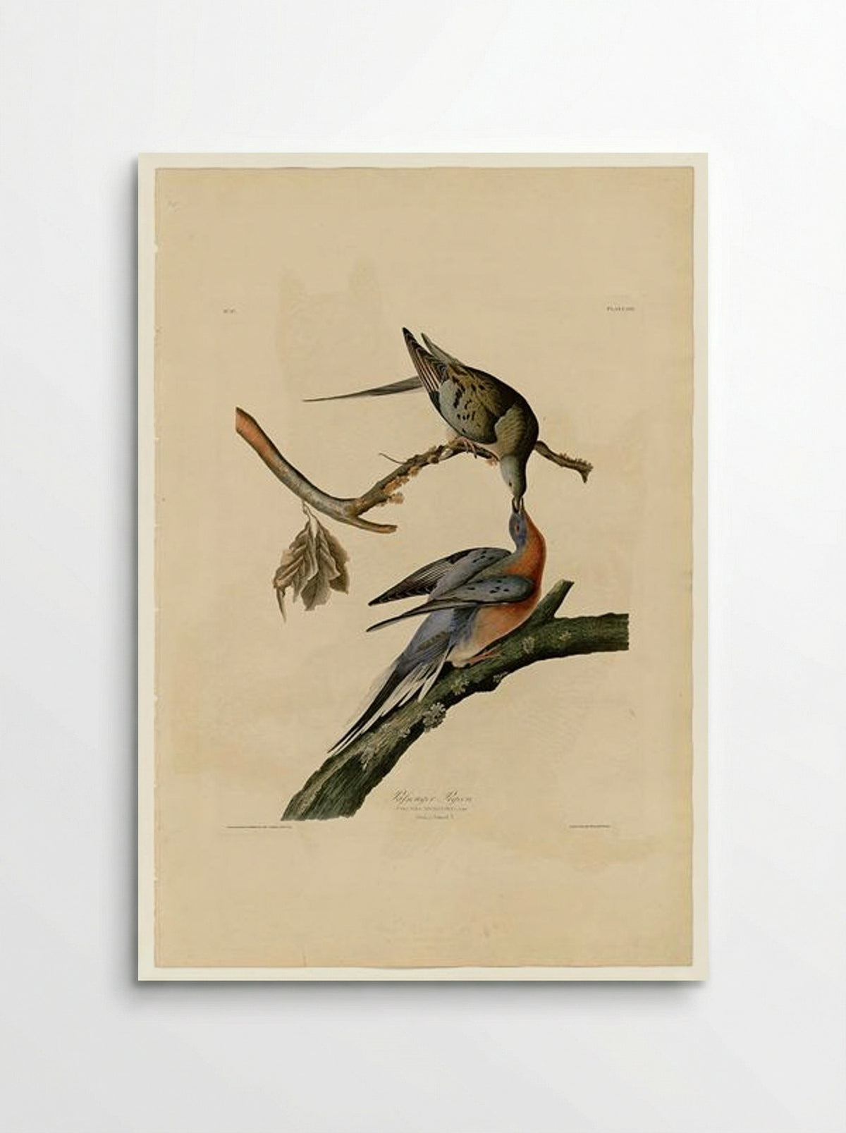 Passenger Pigeon (Plate 62) - John James Audubon - Poster