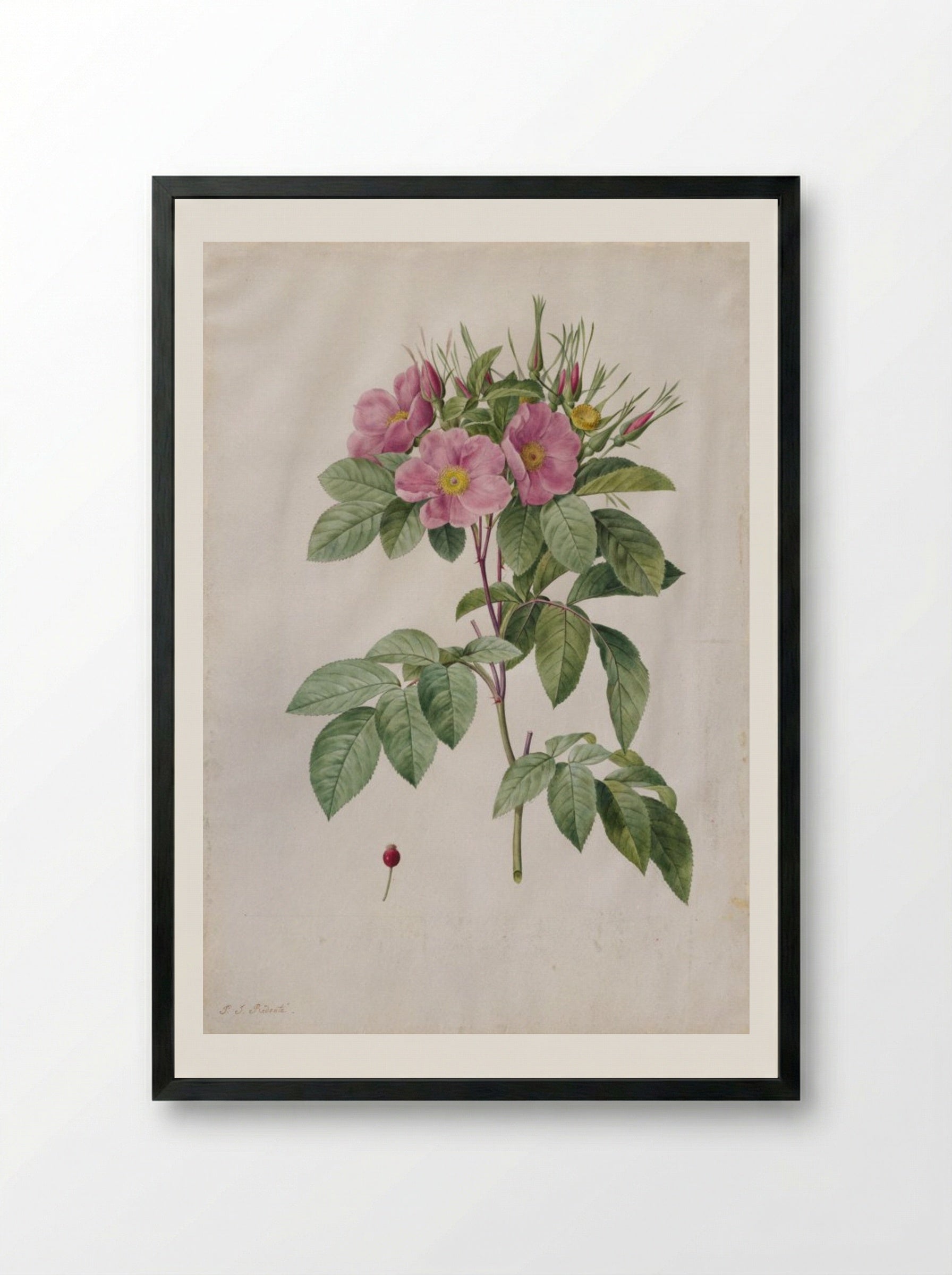 Pasture Rose (Rosa Carolina Corymbosa) - Pierre-Joseph Redouté - Framed Print Black