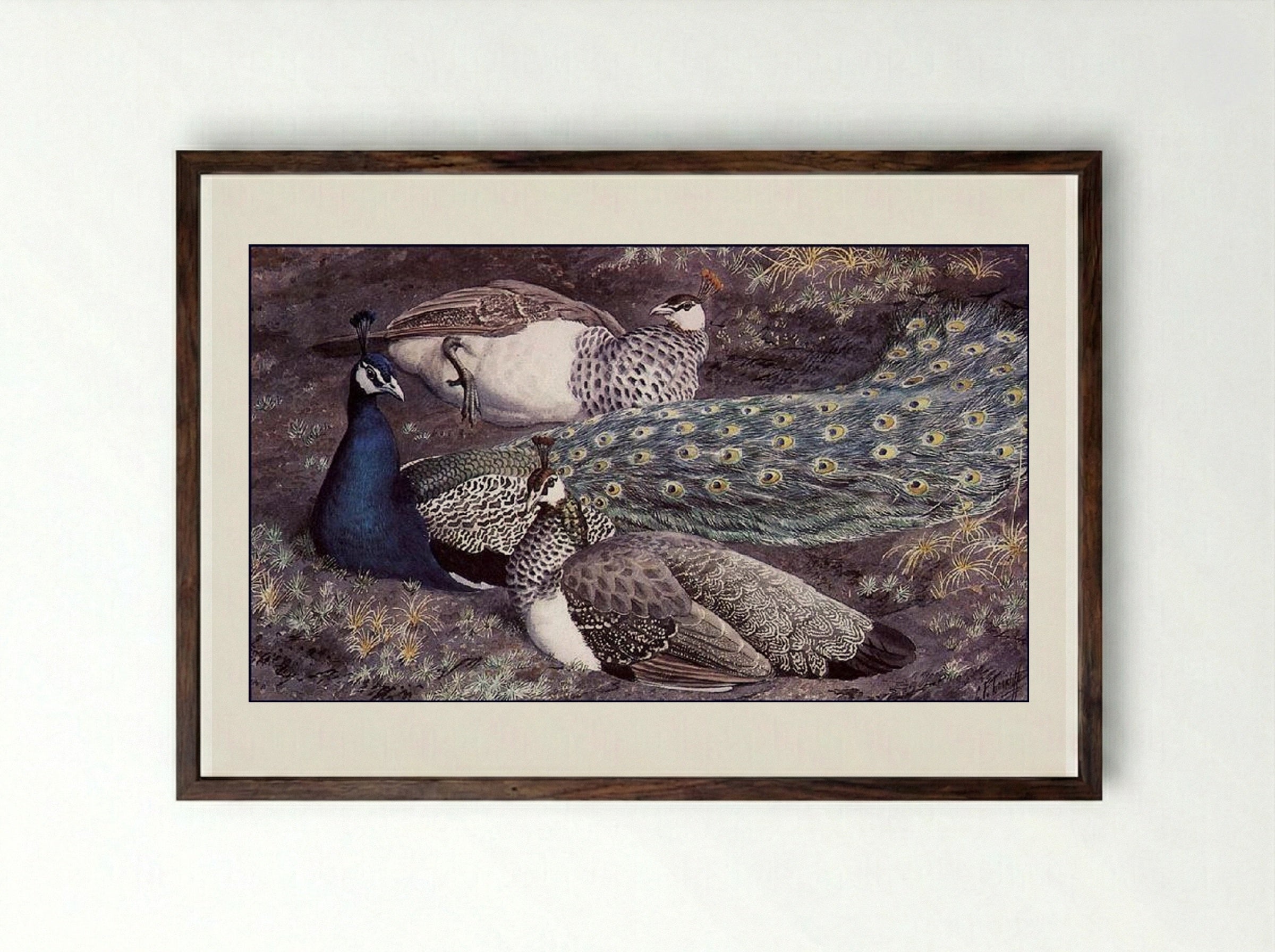 Peacock Consorts - Charles Tunnicliffe - Framed Print Dark Wood