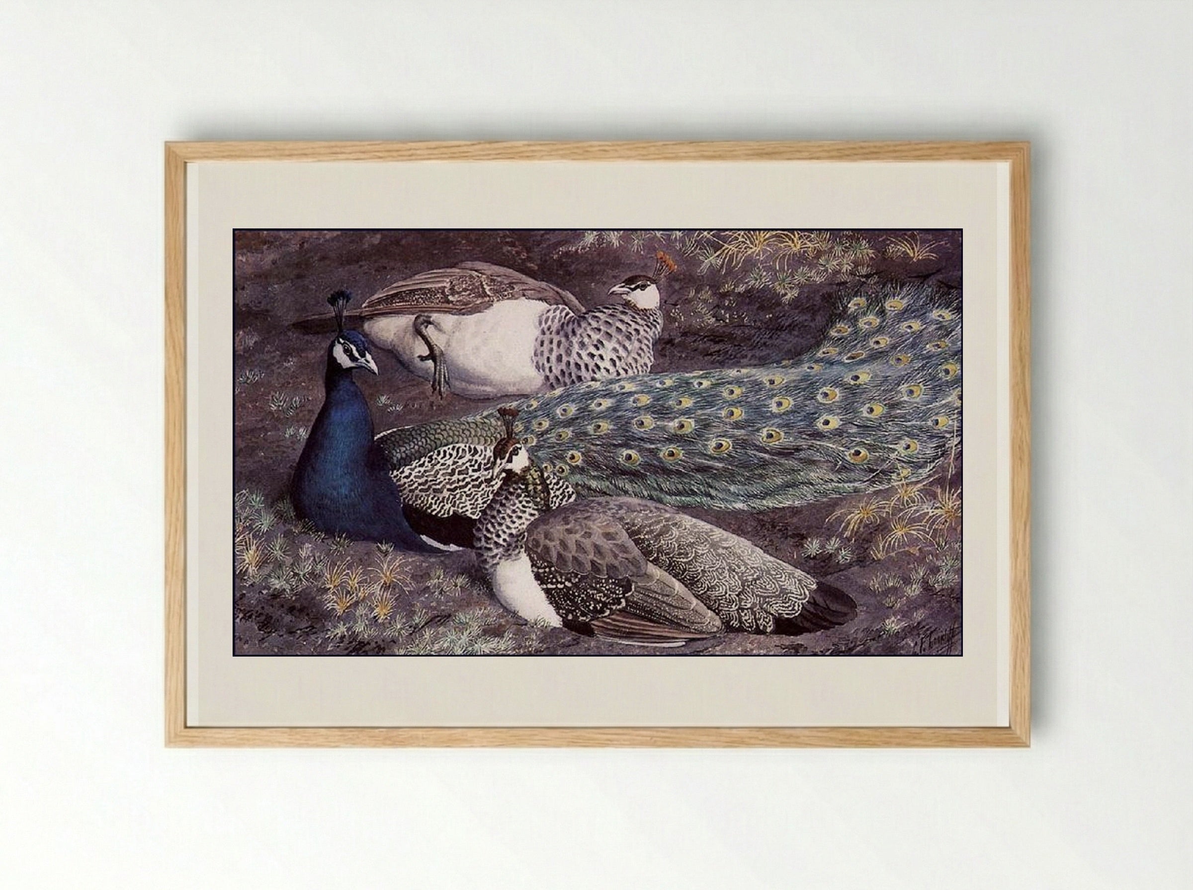 Peacock Consorts - Charles Tunnicliffe - Framed Print Wood