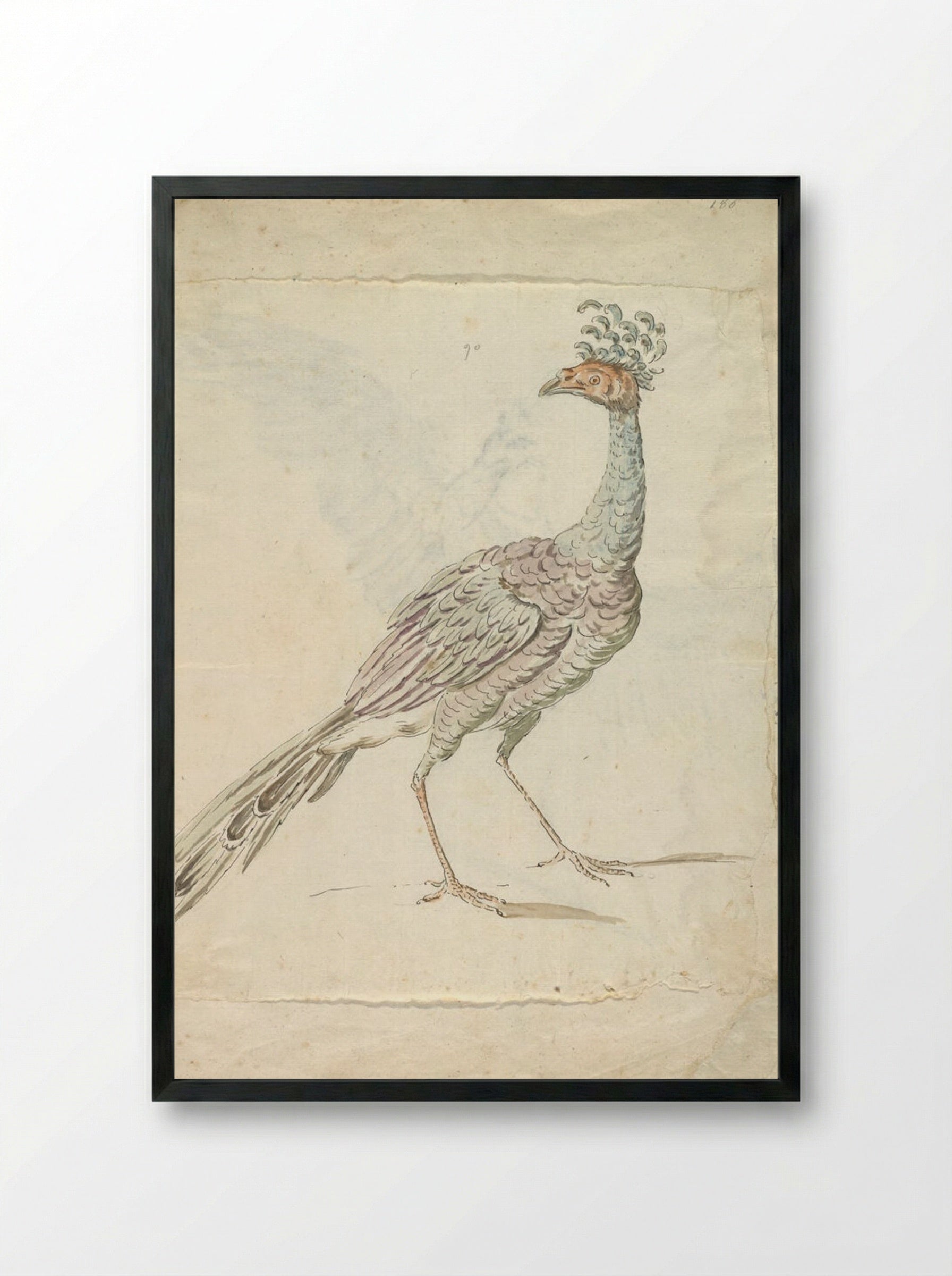 Peacock - Jean-Baptiste Oudry - Framed Print Black