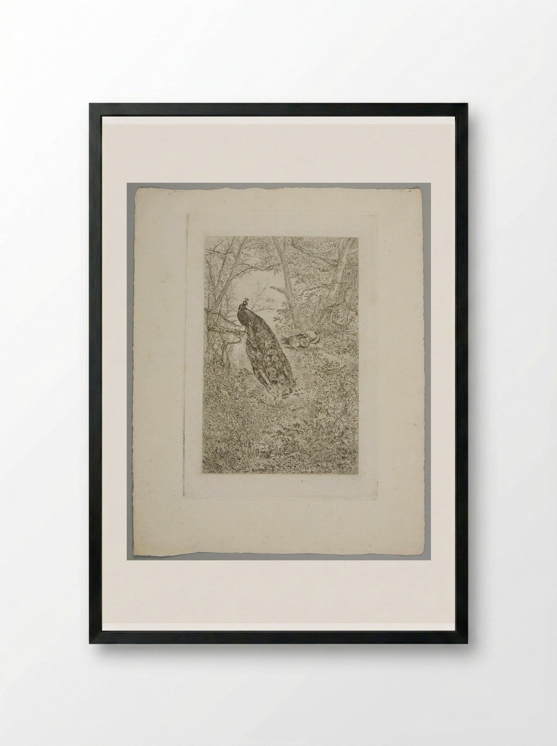 Peacocks - Karl Bodmer - Framed Print Black