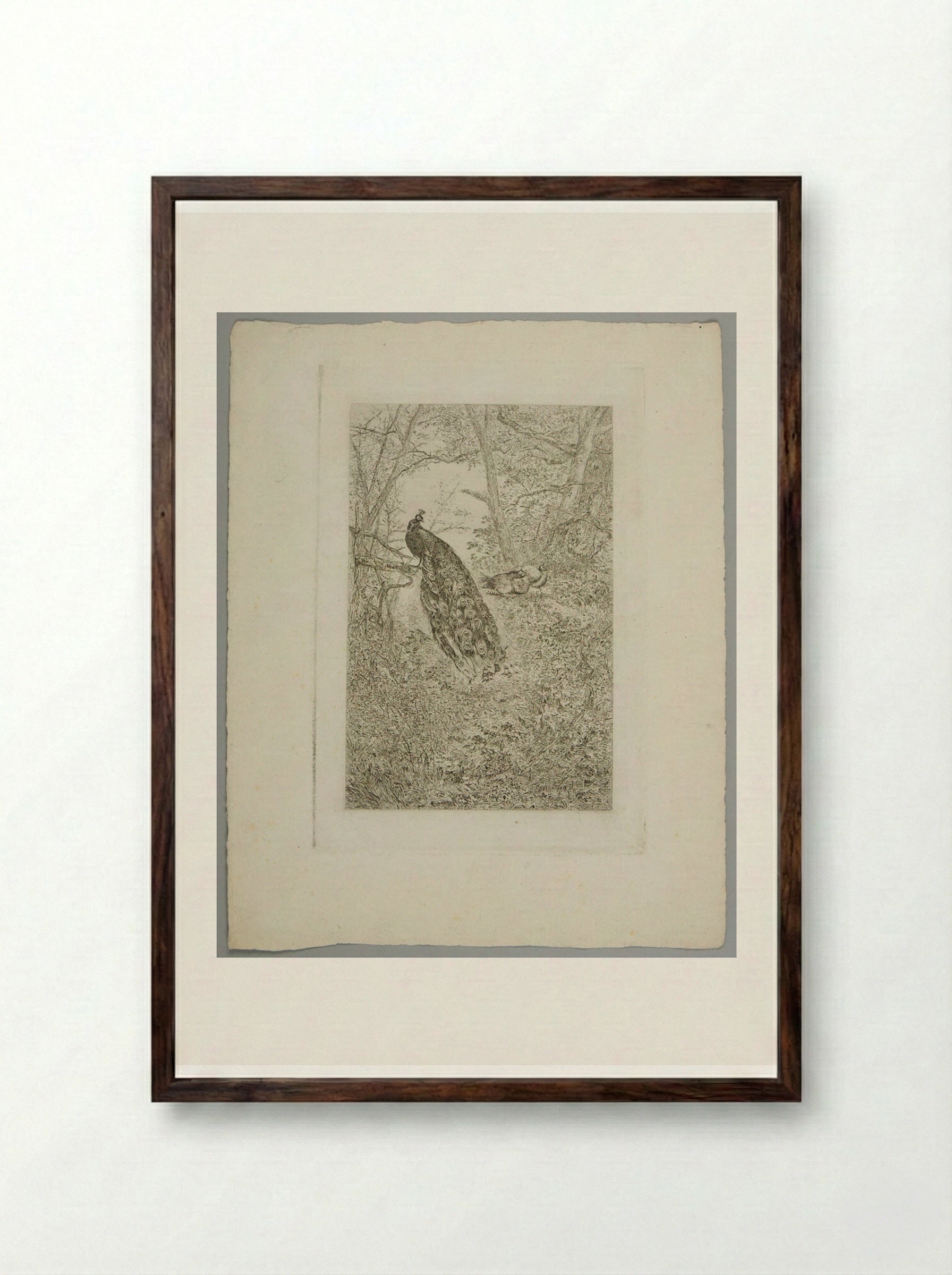 Peacocks - Karl Bodmer - Framed Print Dark Wood