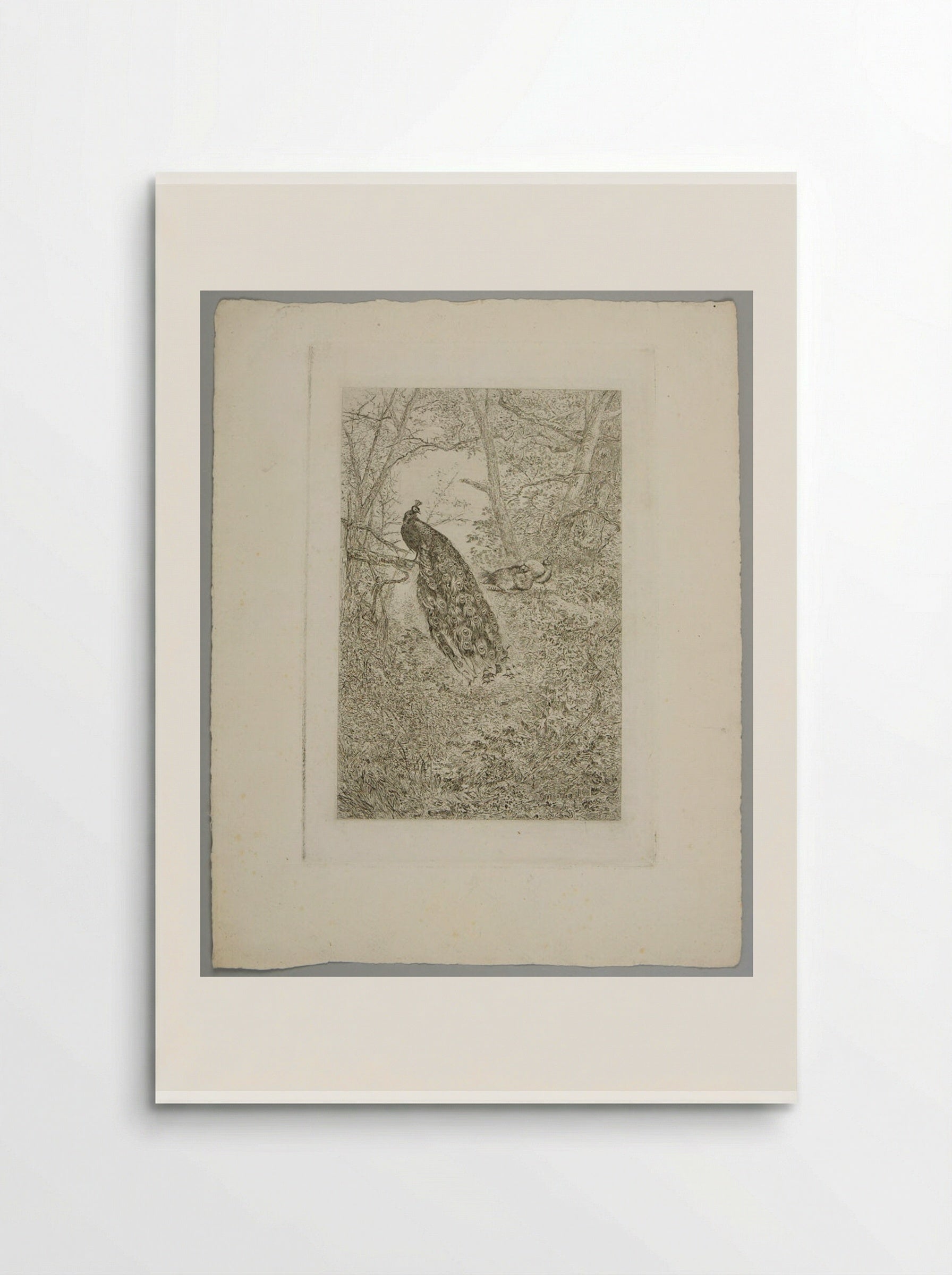 Peacocks - Karl Bodmer - Poster
