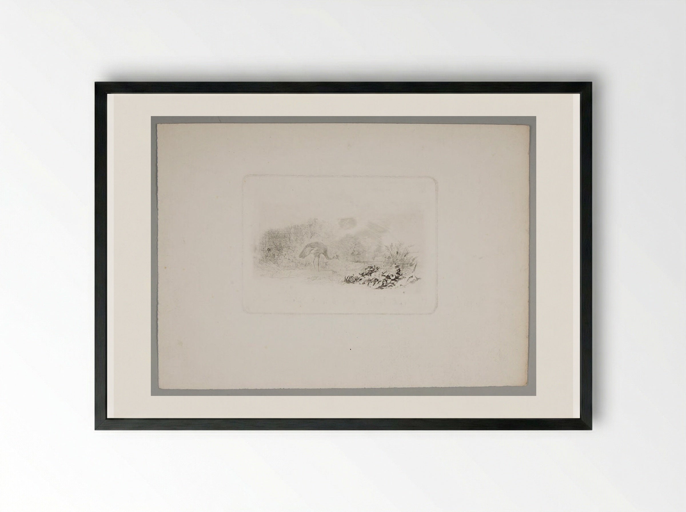 Peahen - Karl Bodmer - Framed Print Black
