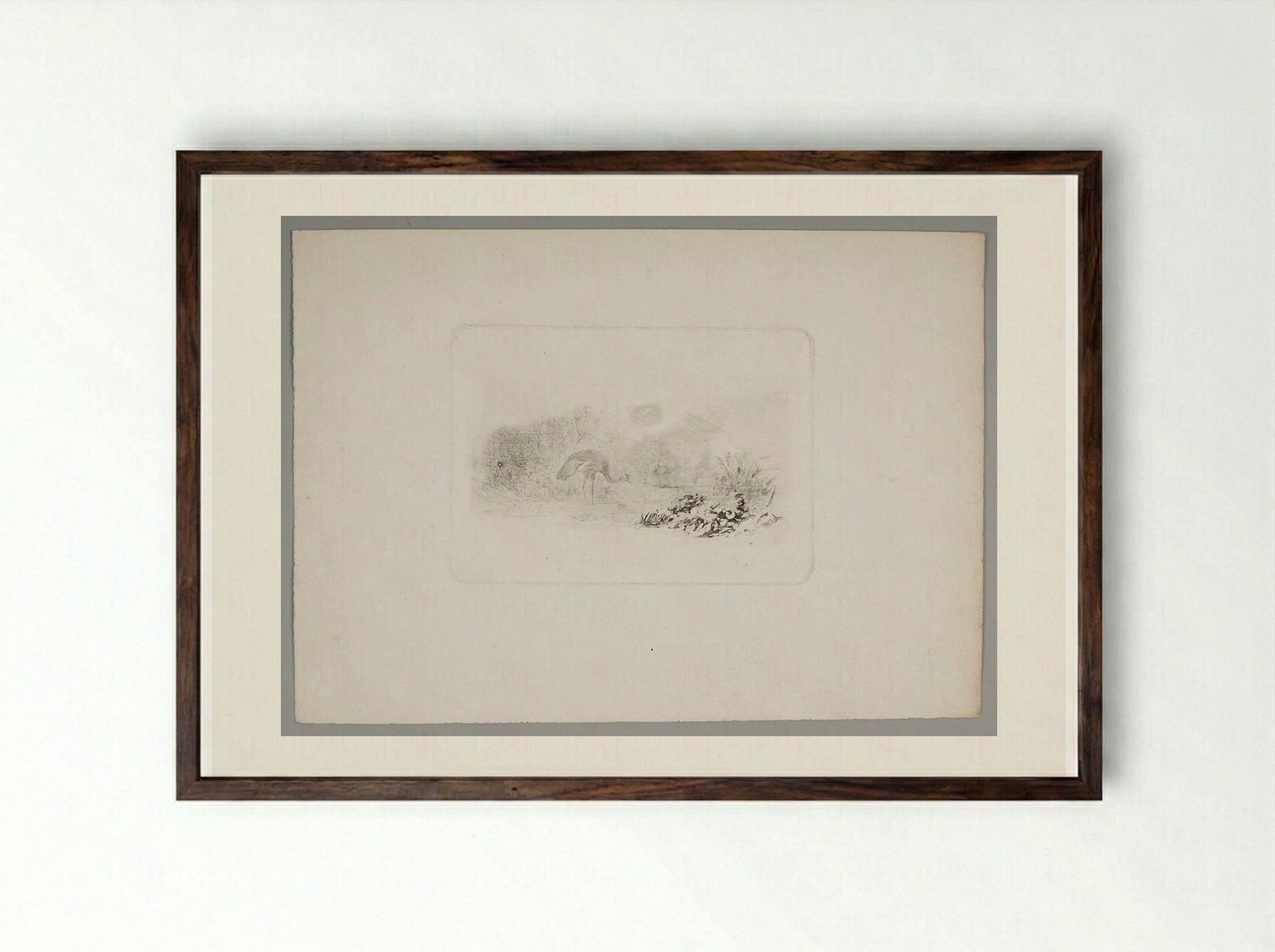 Peahen - Karl Bodmer - Framed Print Dark Wood
