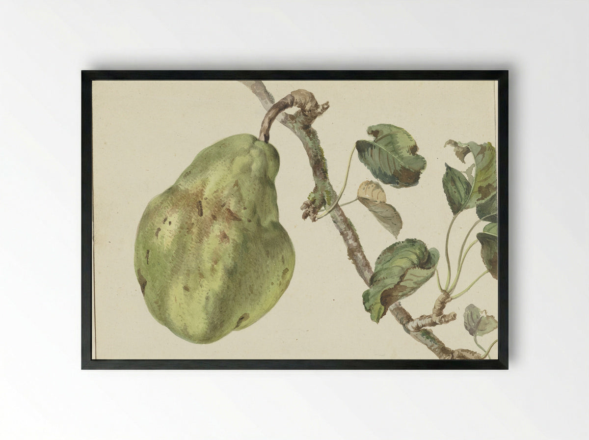 Peer aan een tak - Pieter Gevers - Framed Print Black