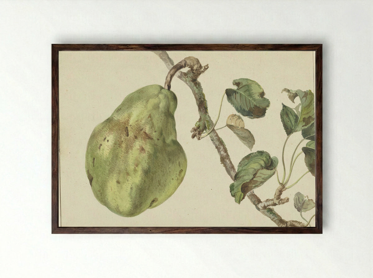 Peer aan een tak - Pieter Gevers - Framed Print Dark Wood