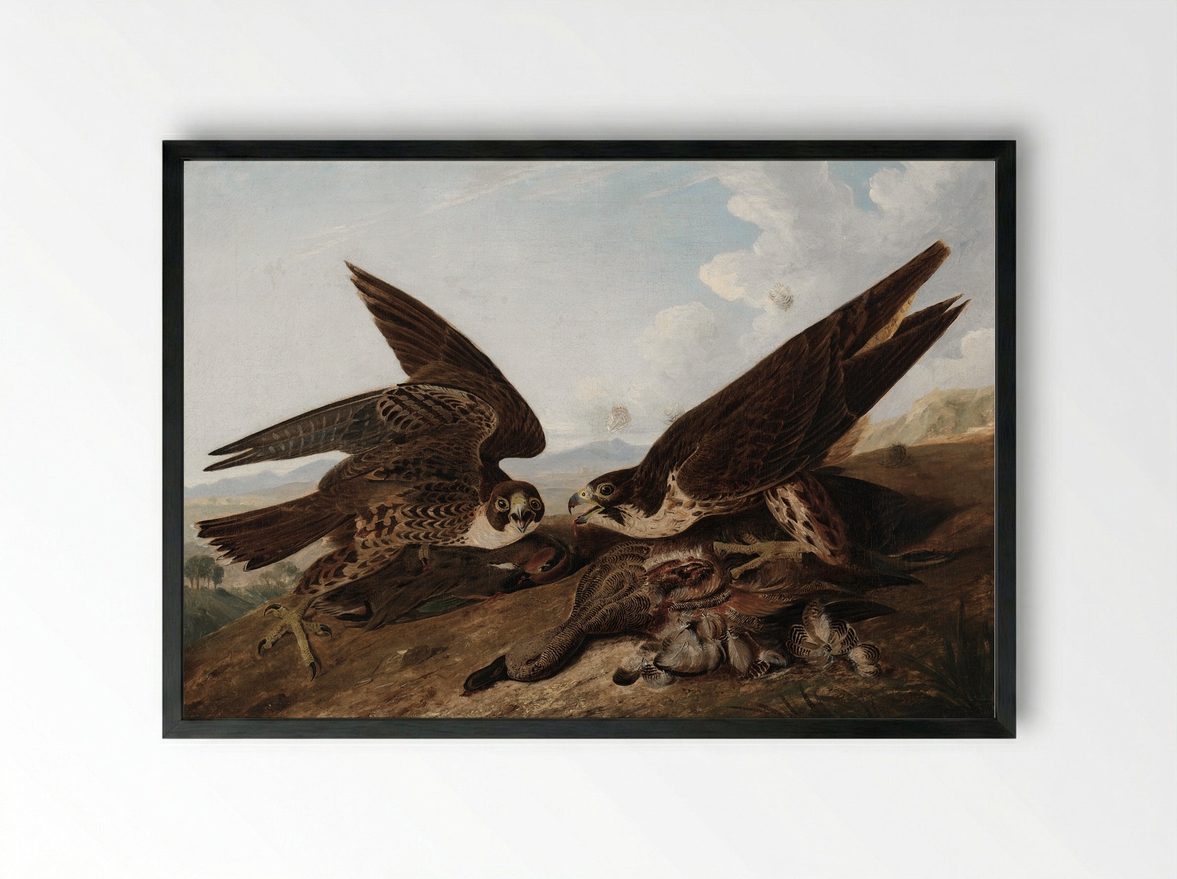Peregrine Falcons (Duck Hawks) - John James Audubon - Framed Print Black