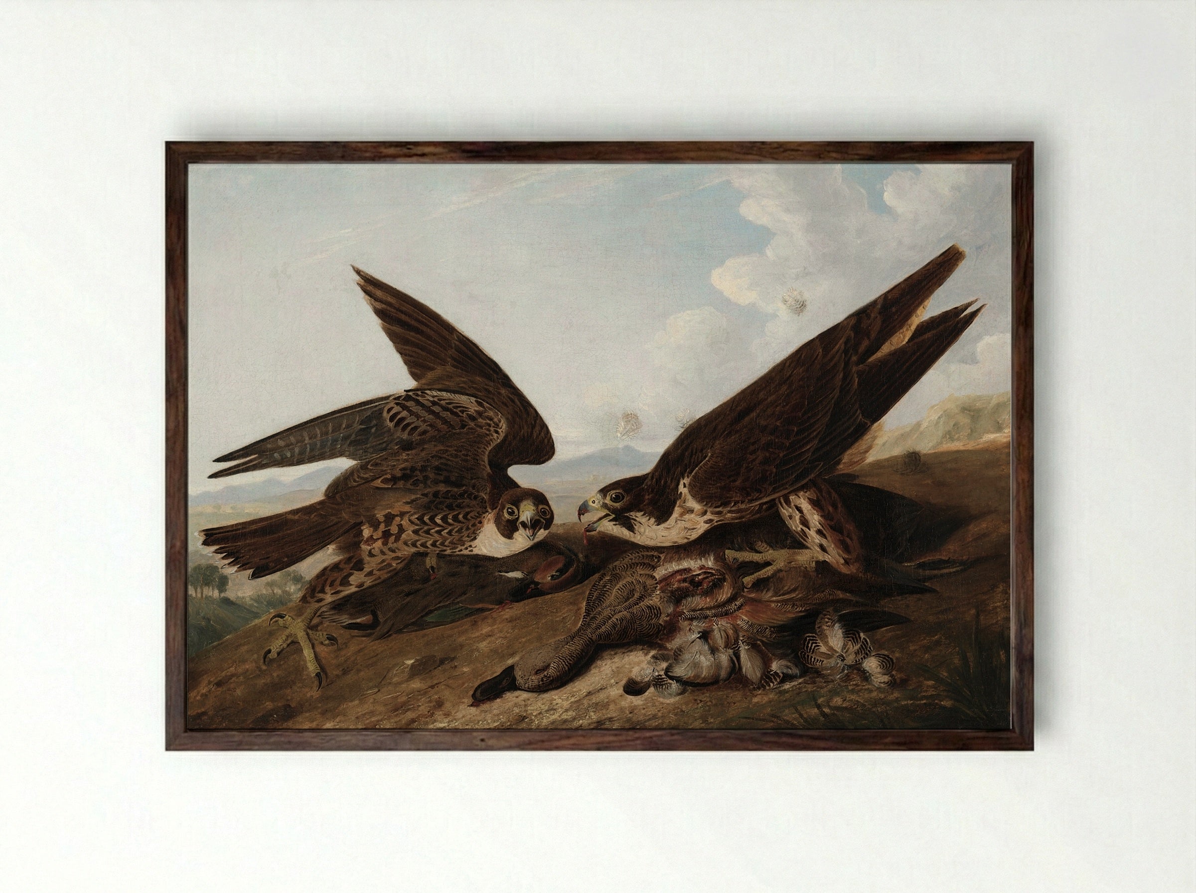 Peregrine Falcons (Duck Hawks) - John James Audubon - Framed Print Dark Wood