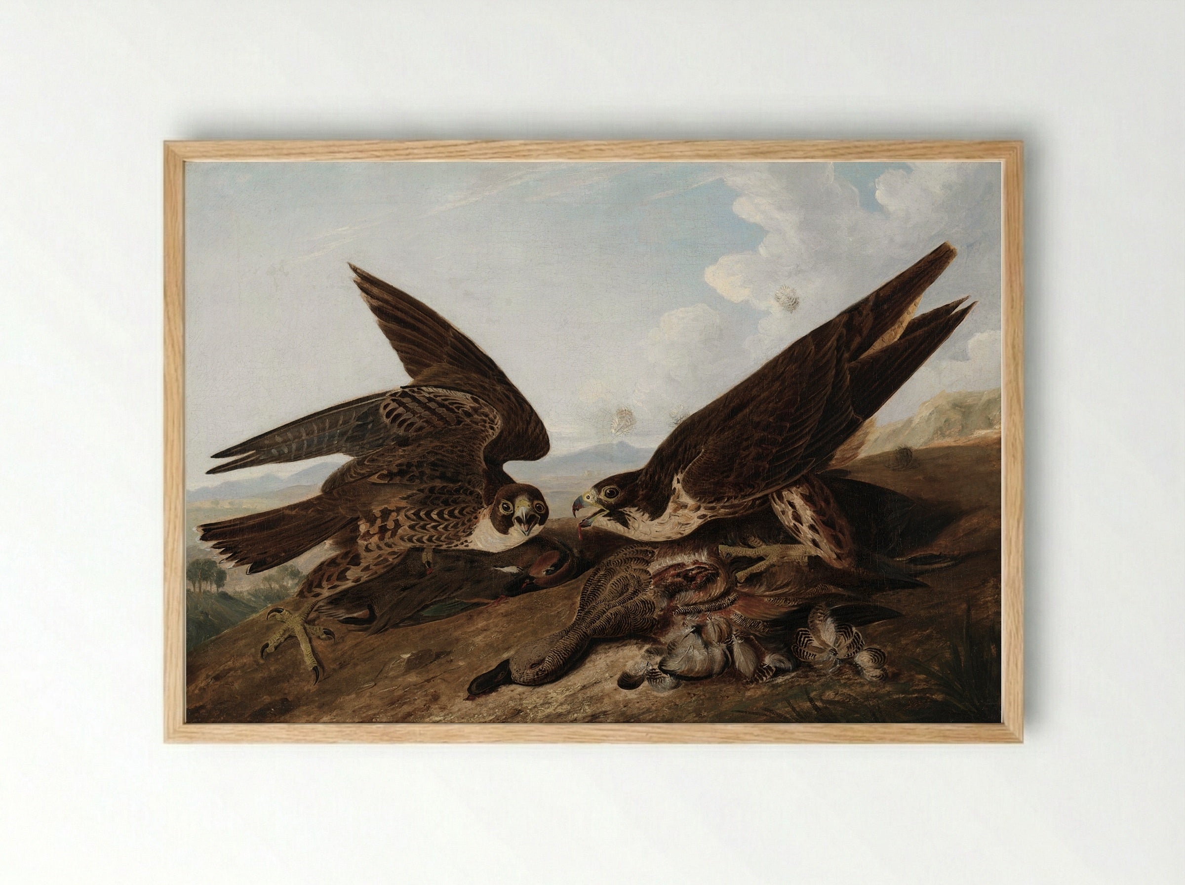 Peregrine Falcons (Duck Hawks) - John James Audubon - Framed Print Wood