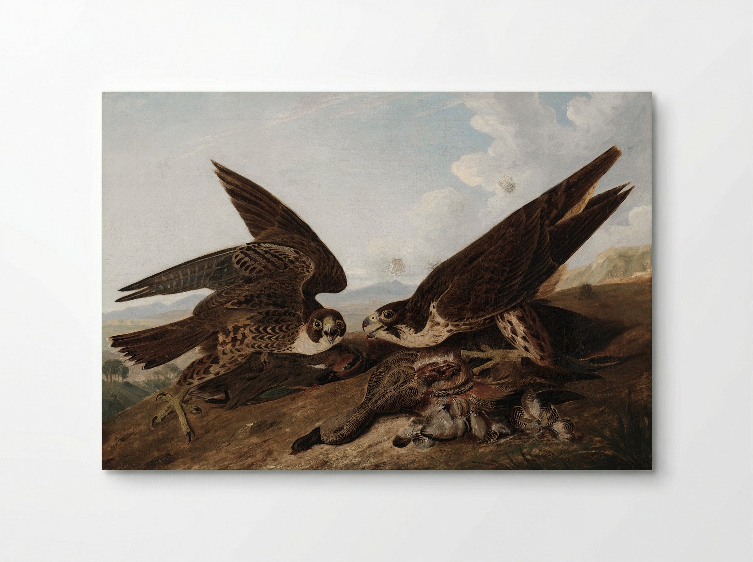 Peregrine Falcons (Duck Hawks) - John James Audubon - Poster