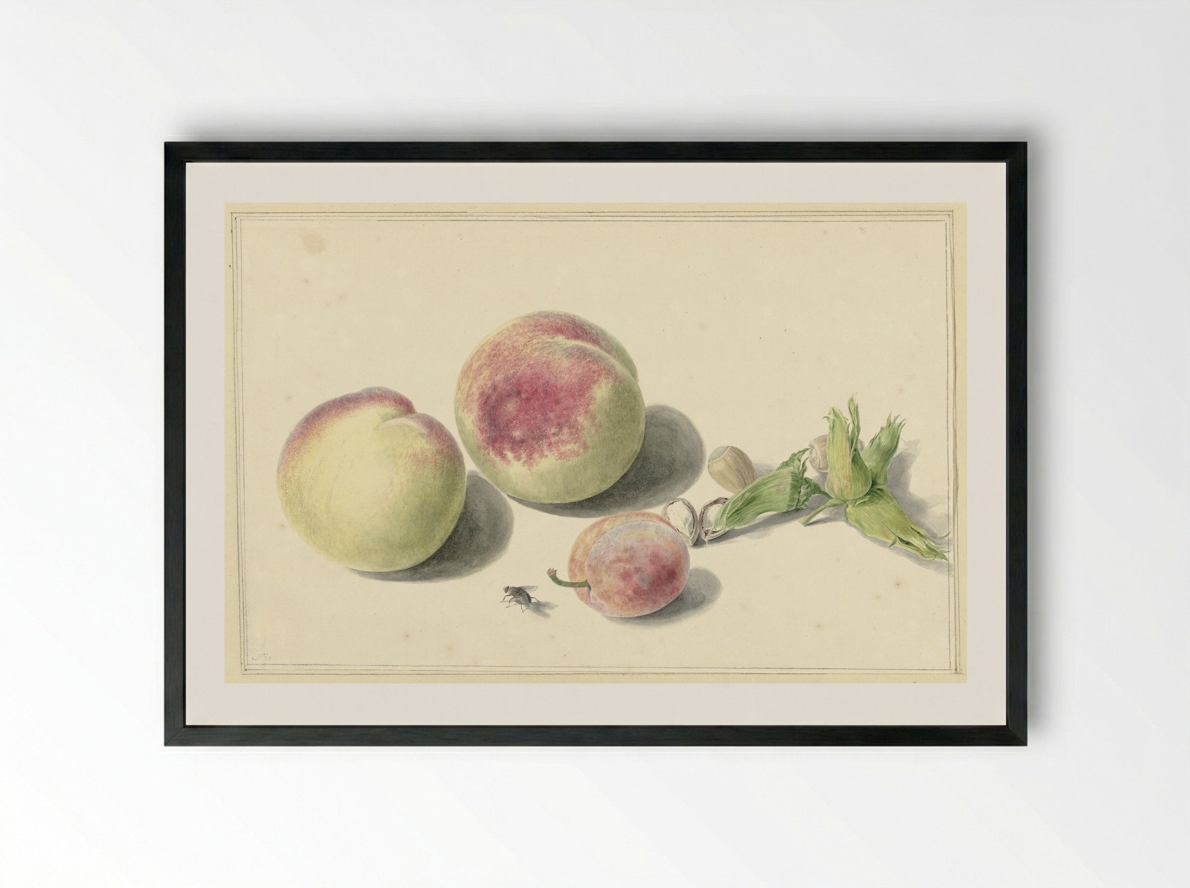 Perziken, noten, een pruim en een vlieg - Elisabeth Geertruida van de Kasteele - Framed Print Black