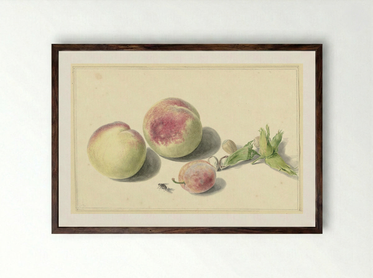 Perziken, noten, een pruim en een vlieg - Elisabeth Geertruida van de Kasteele - Framed Print Dark Wood