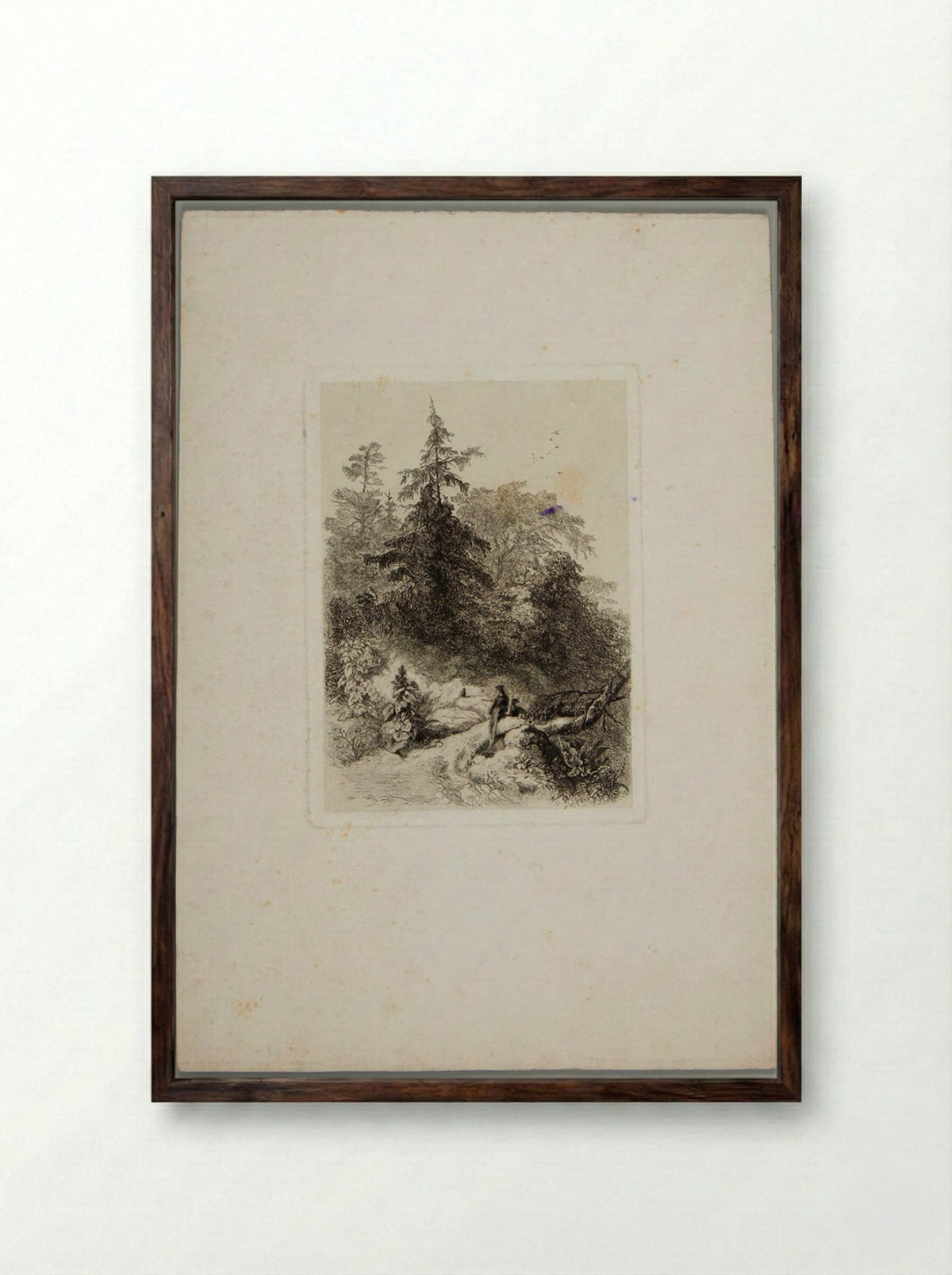 Pheasants in a Wooded Landscape - Karl Bodmer - Framed Print Dark Wood