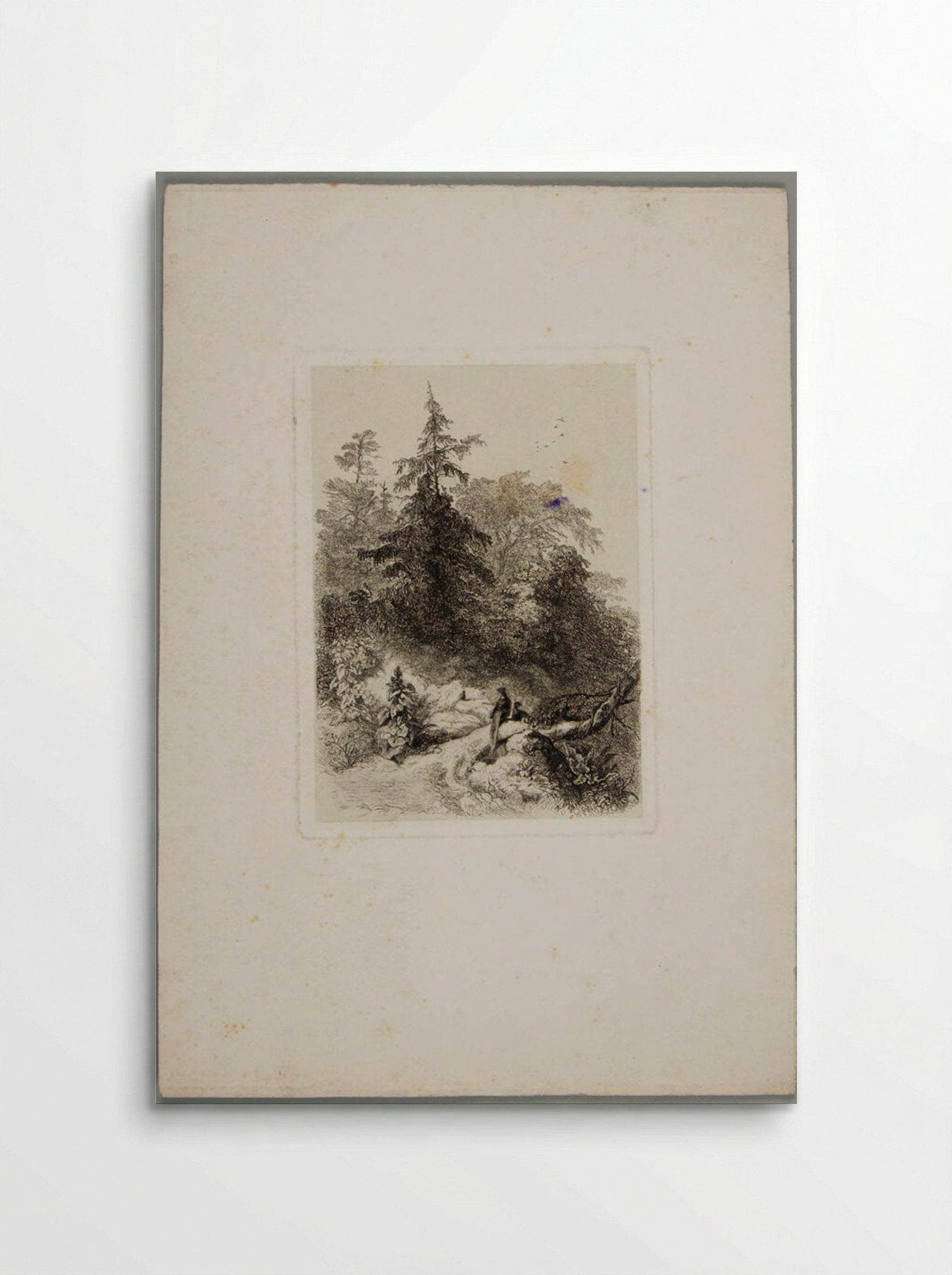 Pheasants in a Wooded Landscape - Karl Bodmer - Poster