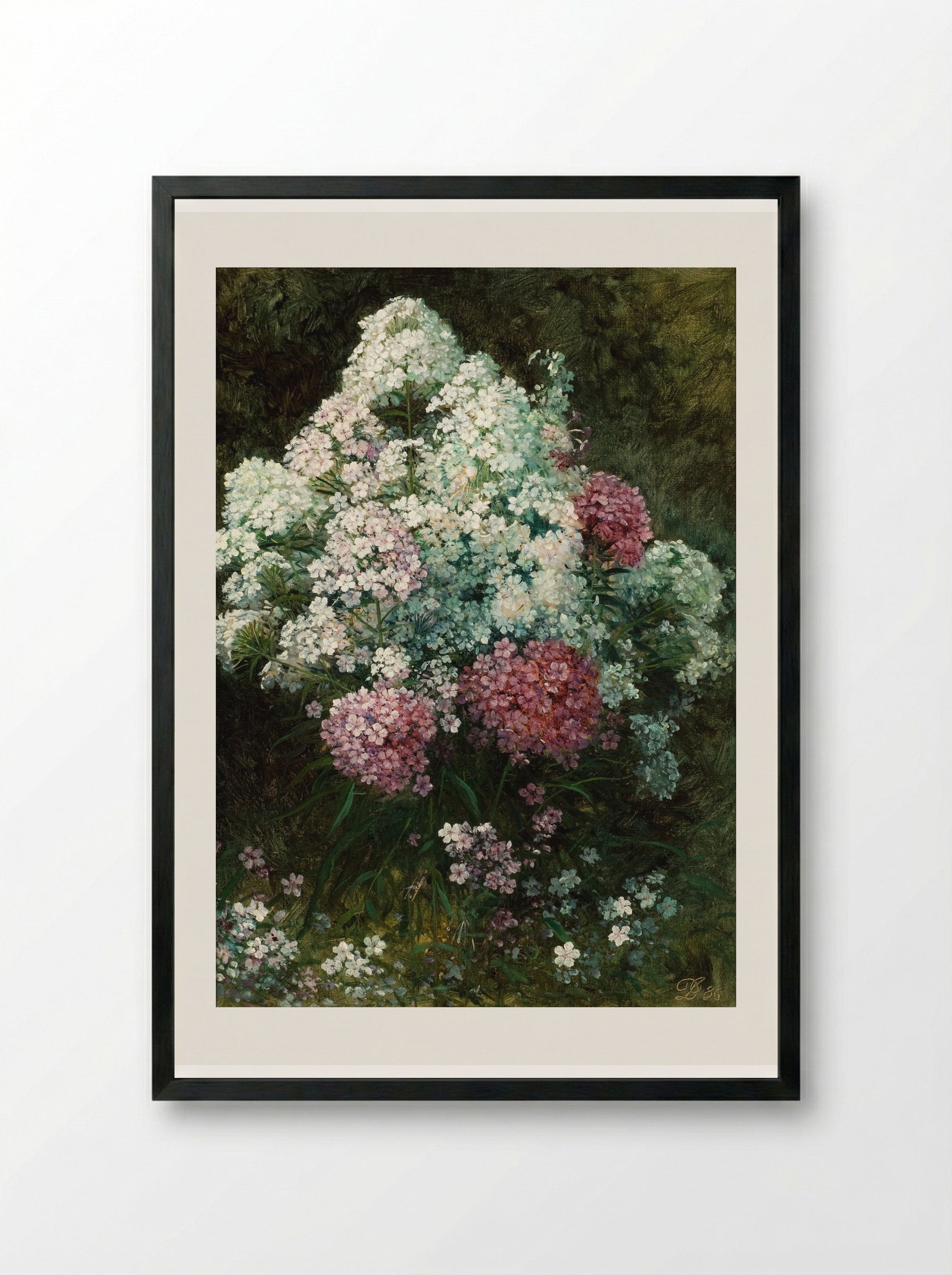 Phlox - David Johnson - Framed Print Black