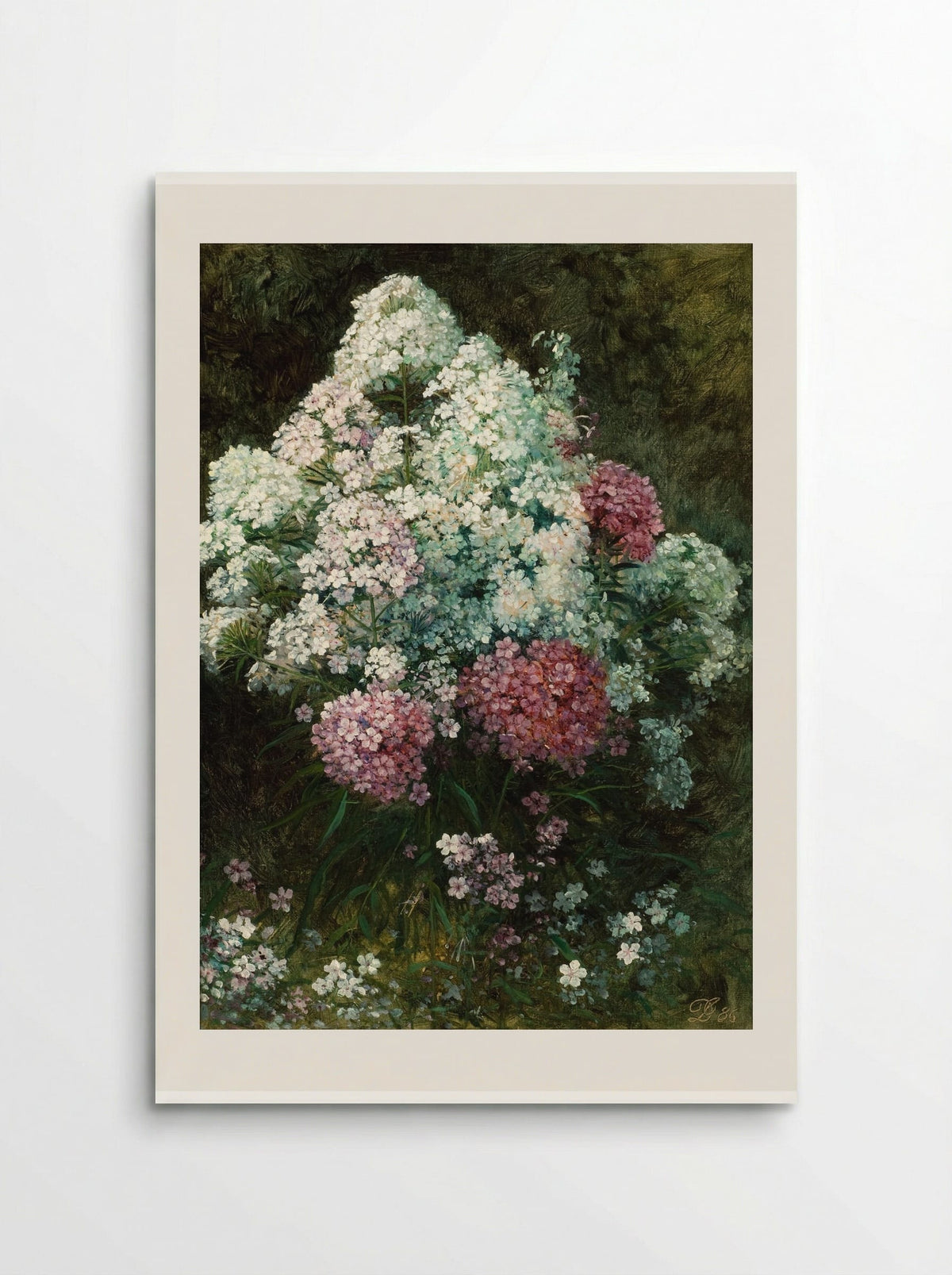 Phlox - David Johnson - Poster